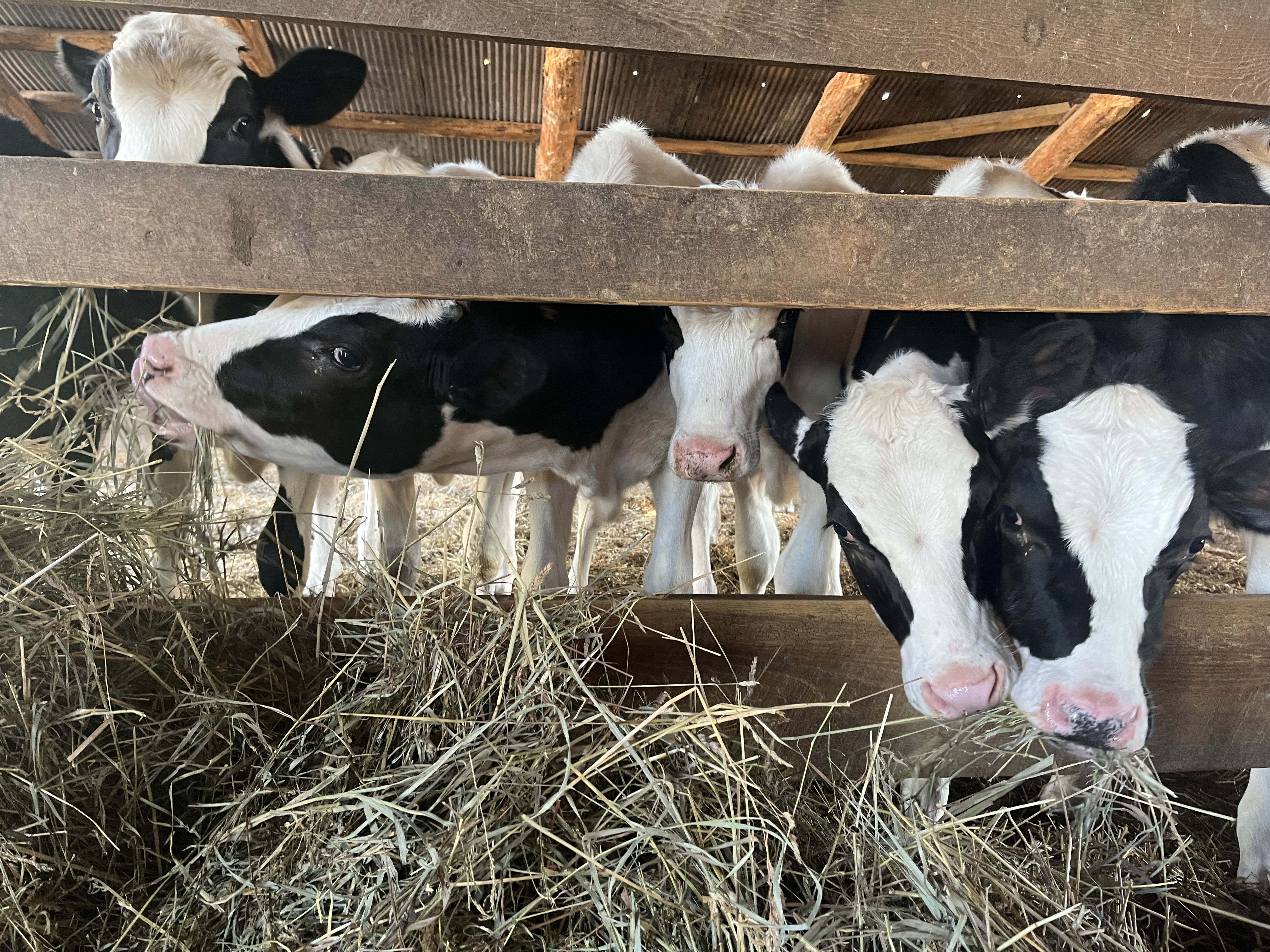 'None of us saw this coming': Michigan confronts bird flu in cows - Vimarsana News