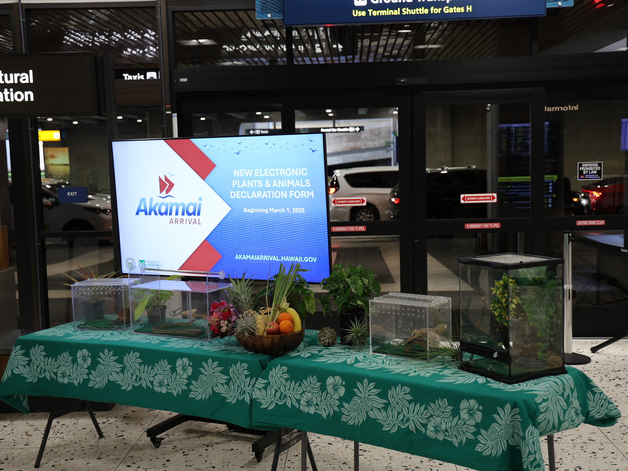 ブロメリア・エアープランツ sand 2 water CanistrumT(Hawaii form) Here's one thing that might be different about your next flight to