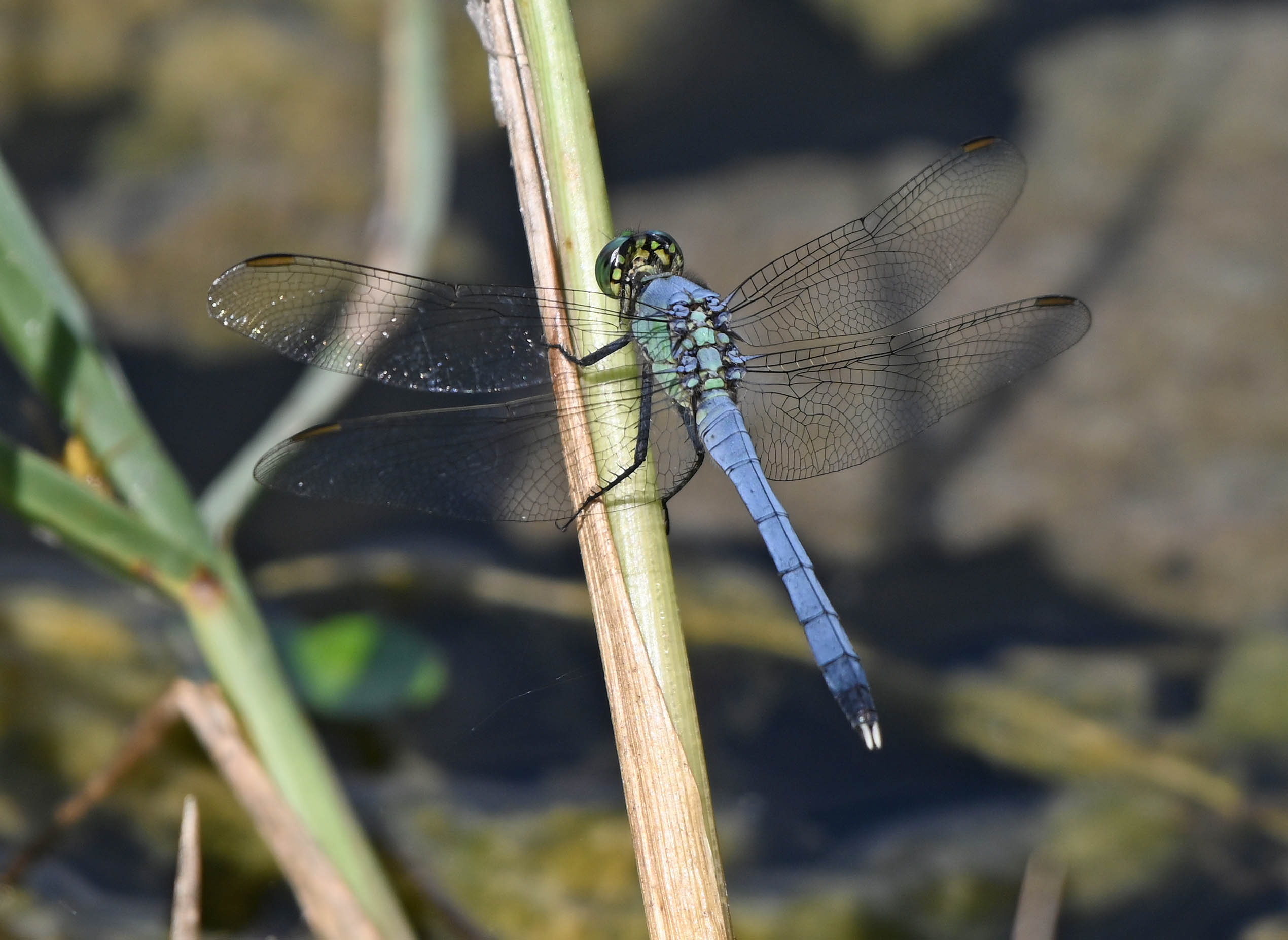 Dragonfly | WGCU News | PBS & NPR for Southwest Florida