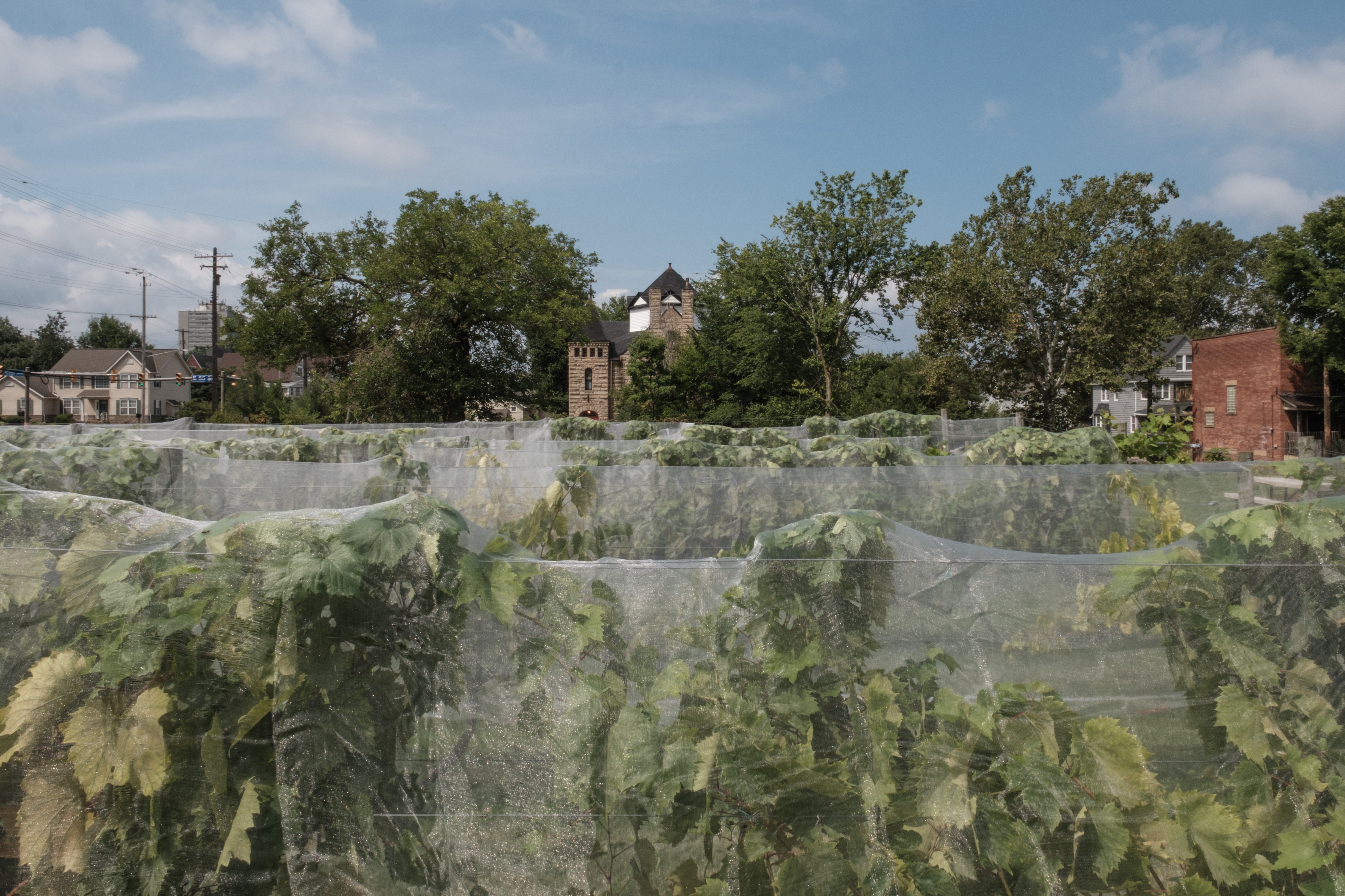 How Ohio’s vineyards are handling the invasive spotted lanternfly  to protect Ohio wine