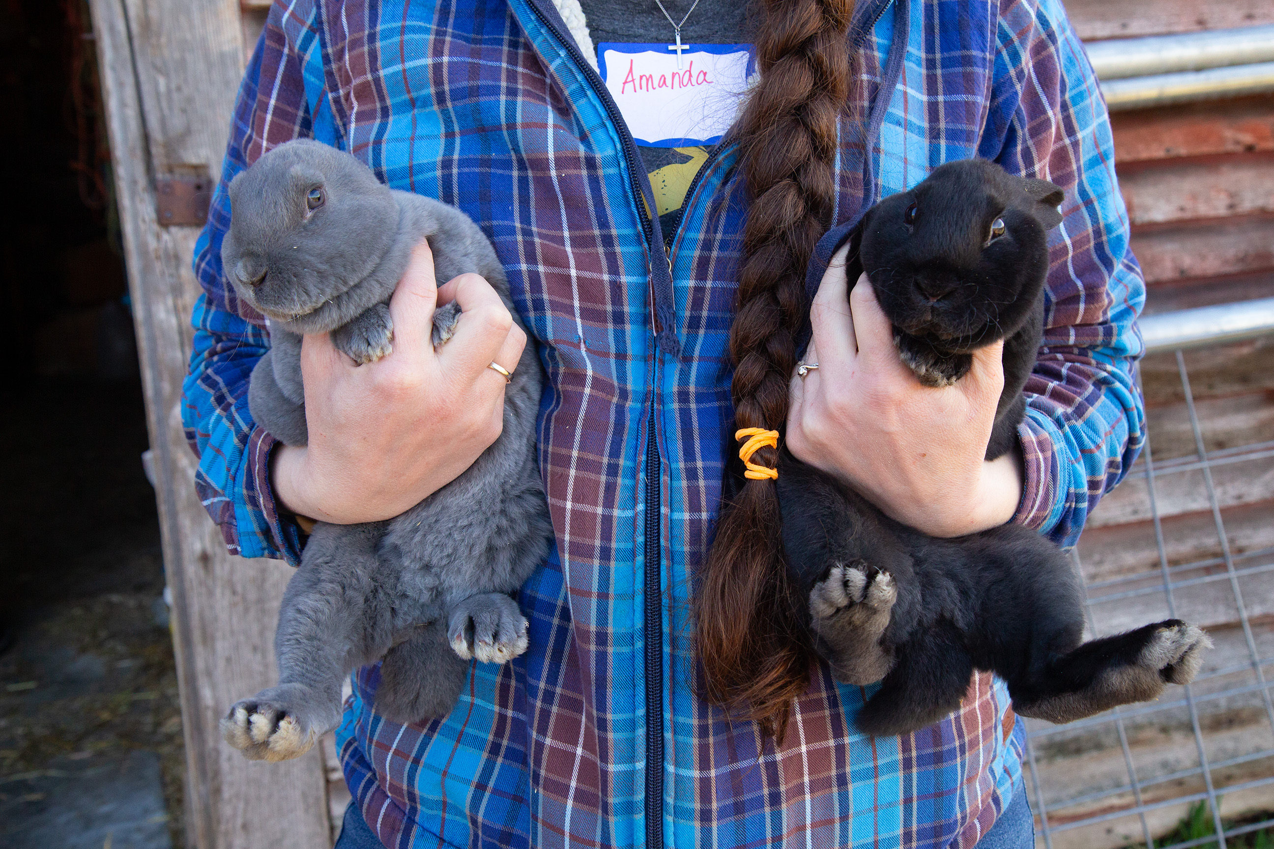 Raising Rabbits Alaska The Oversized Rabbits Of Valdez, Alaska: From