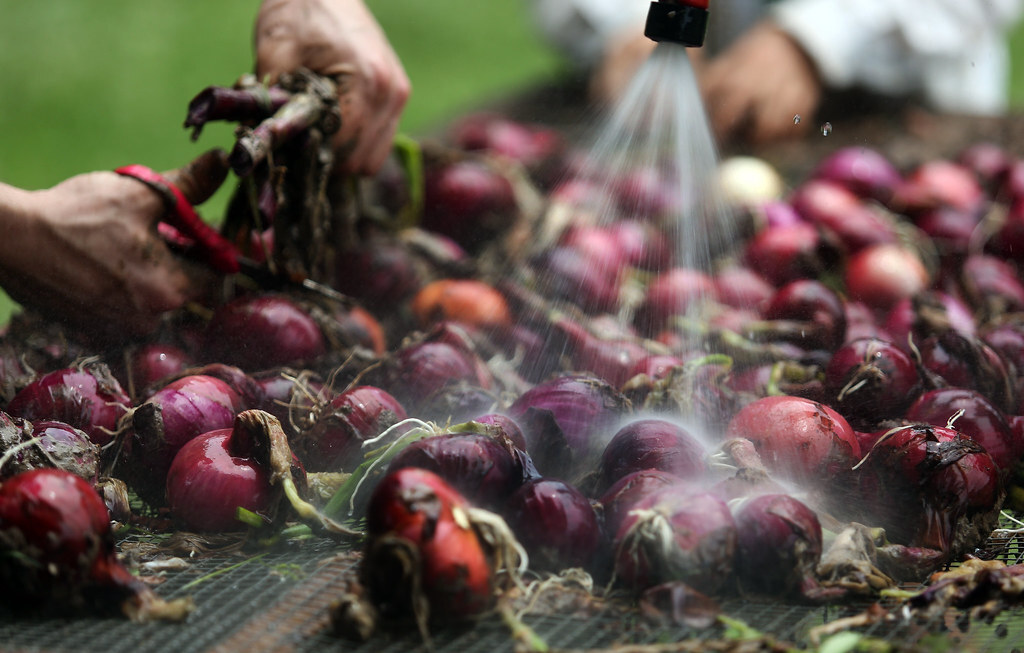 Without enough workers in the U.S. to fill jobs, ranches and farms in Texas look abroad - Vimarsana News