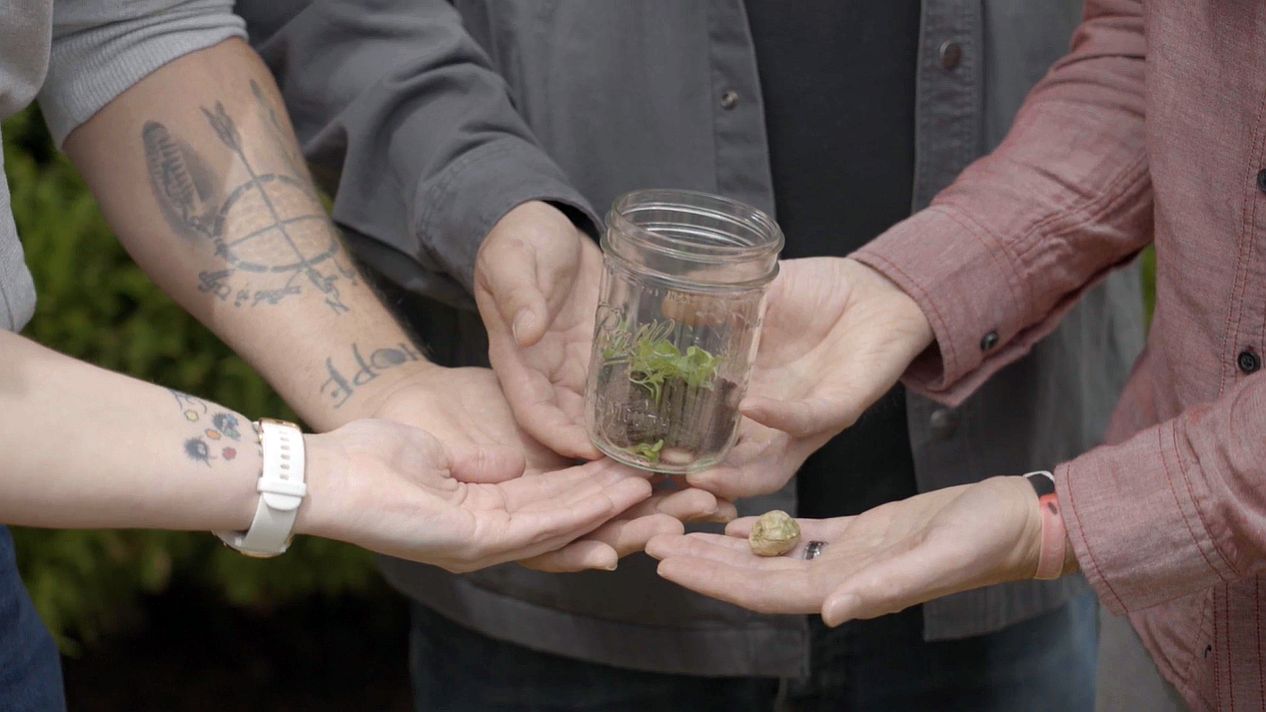 Once thought lost for good, Native Americans' prized tobacco is back in  Oregon