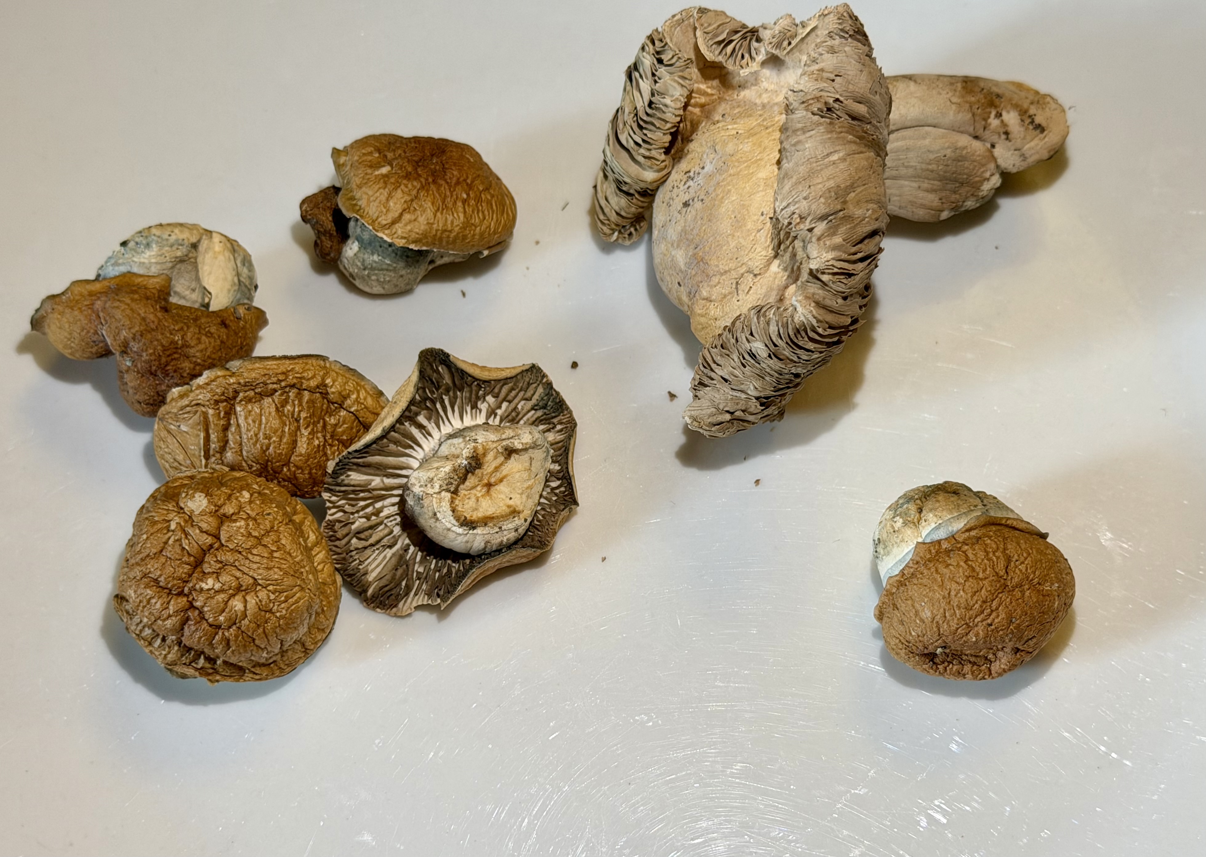 Philomath voters will decide on city's psilocybin-related business ban