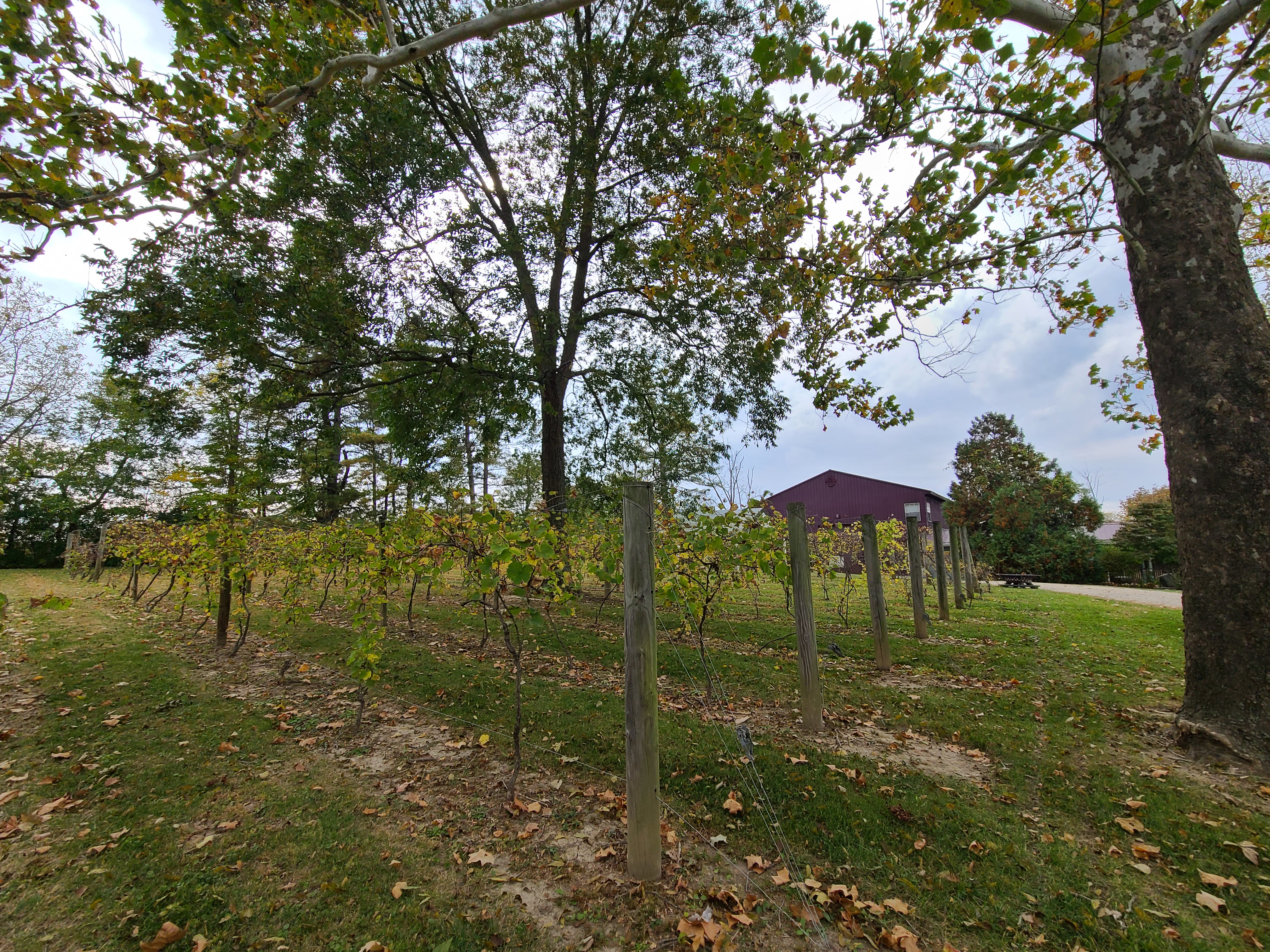 Ohio is the U.S.'s 6th largest wine producer. This program is helping wineries expand - Vimarsana News