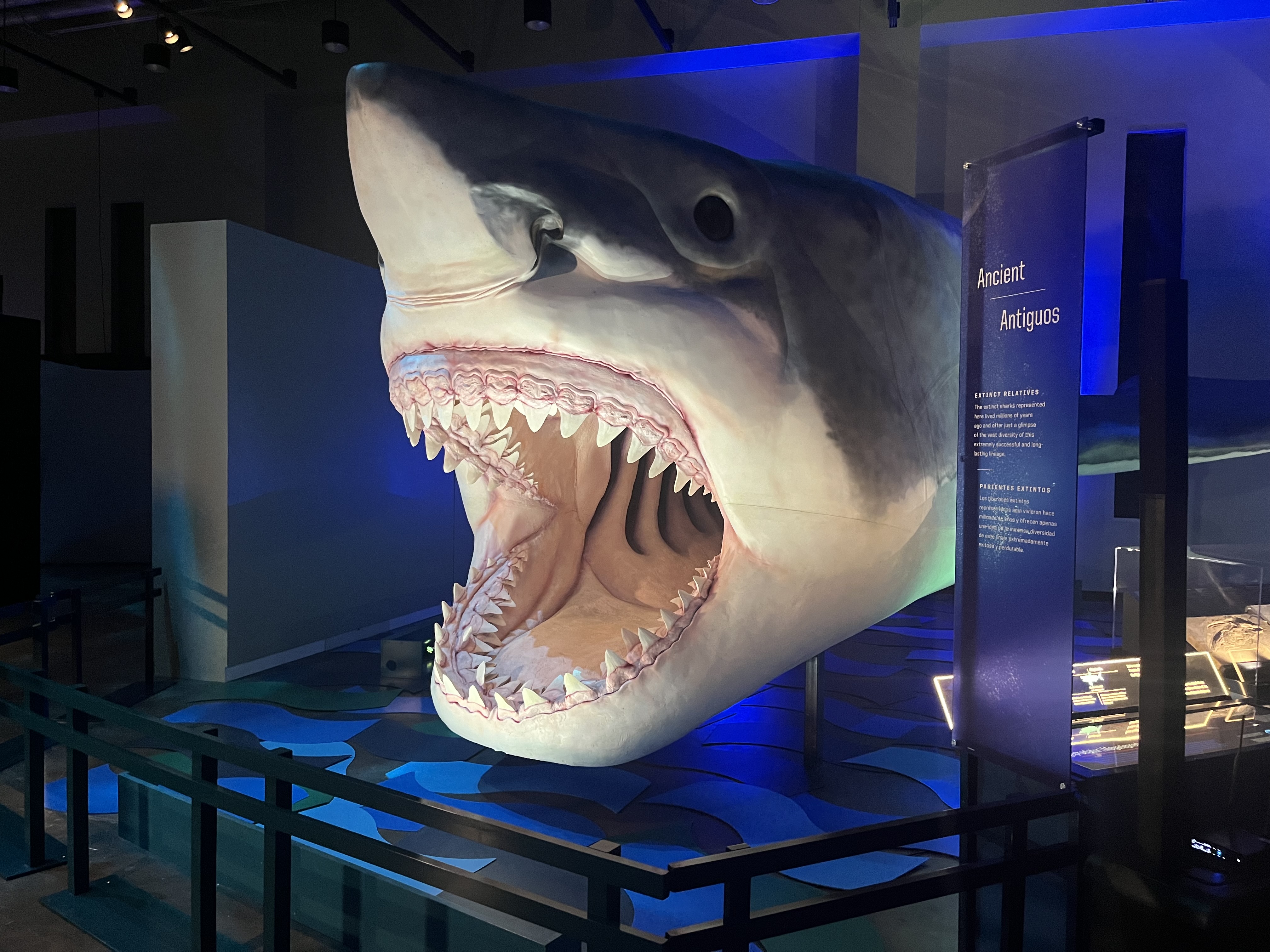 Sharks' exhibition makes a splash at the Peoria Riverfront Museum