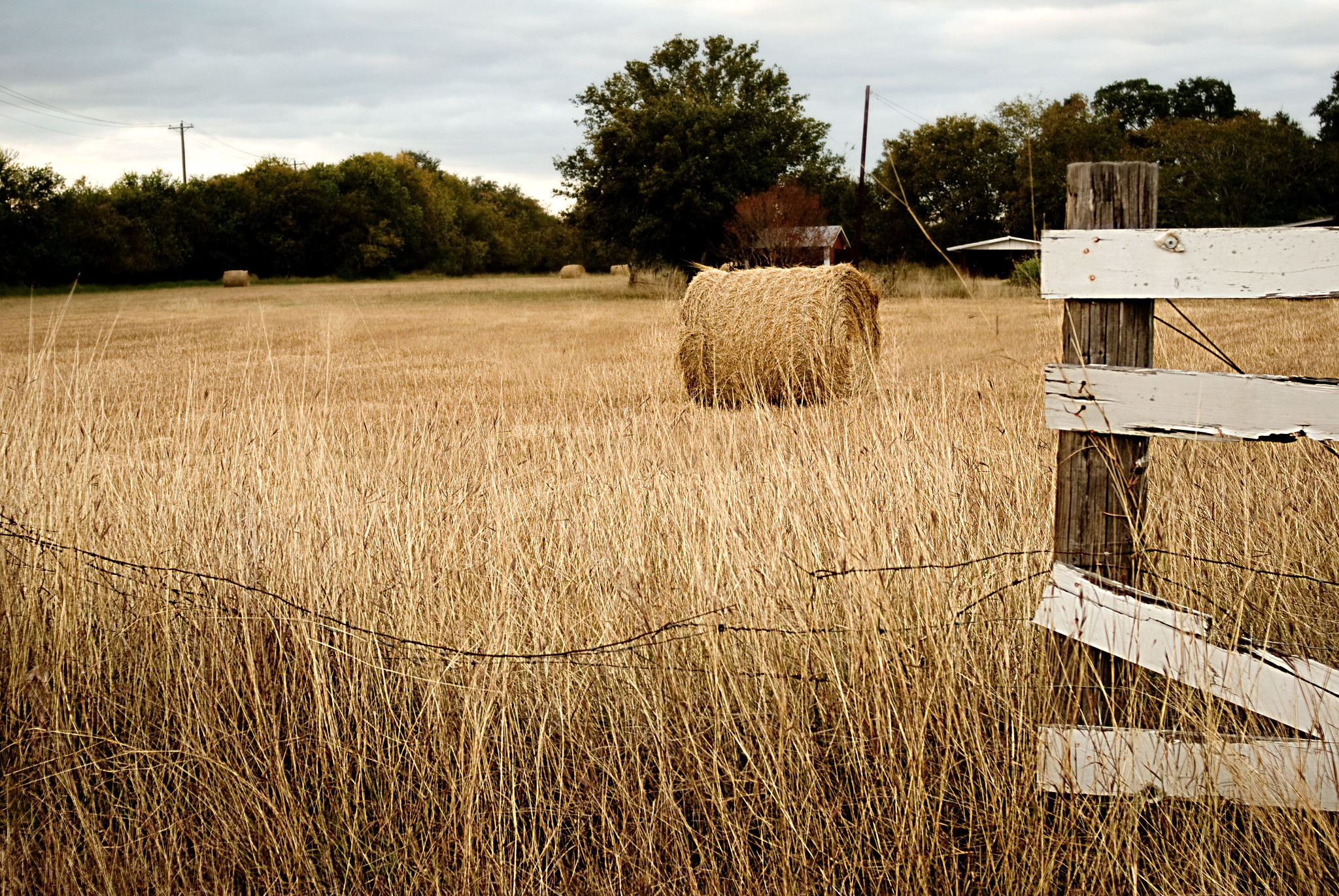 After years of drought, ranchers face a historic hay shortage - Vimarsana News