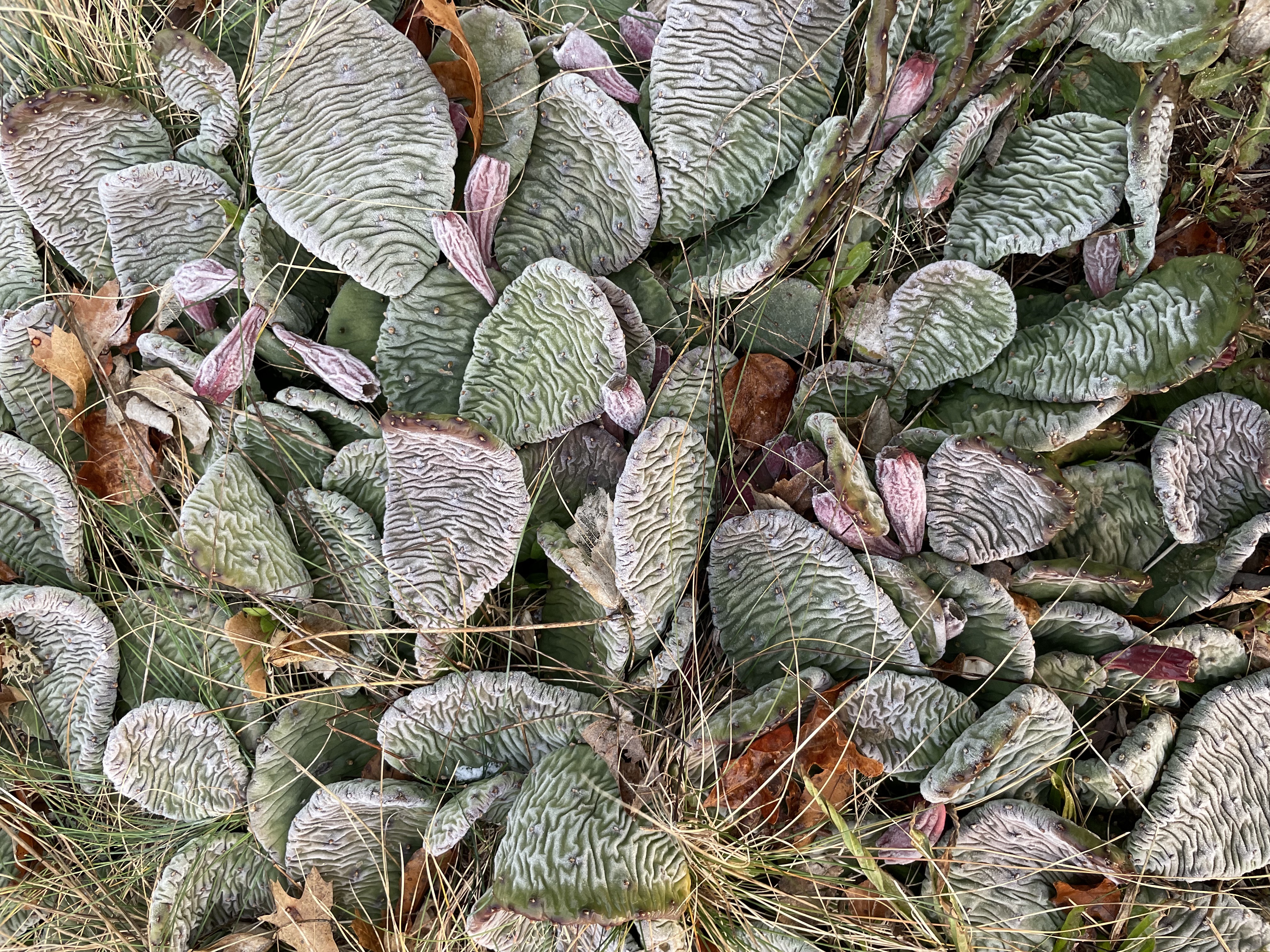 This local cactus is edible, but don't harvest it | CAI