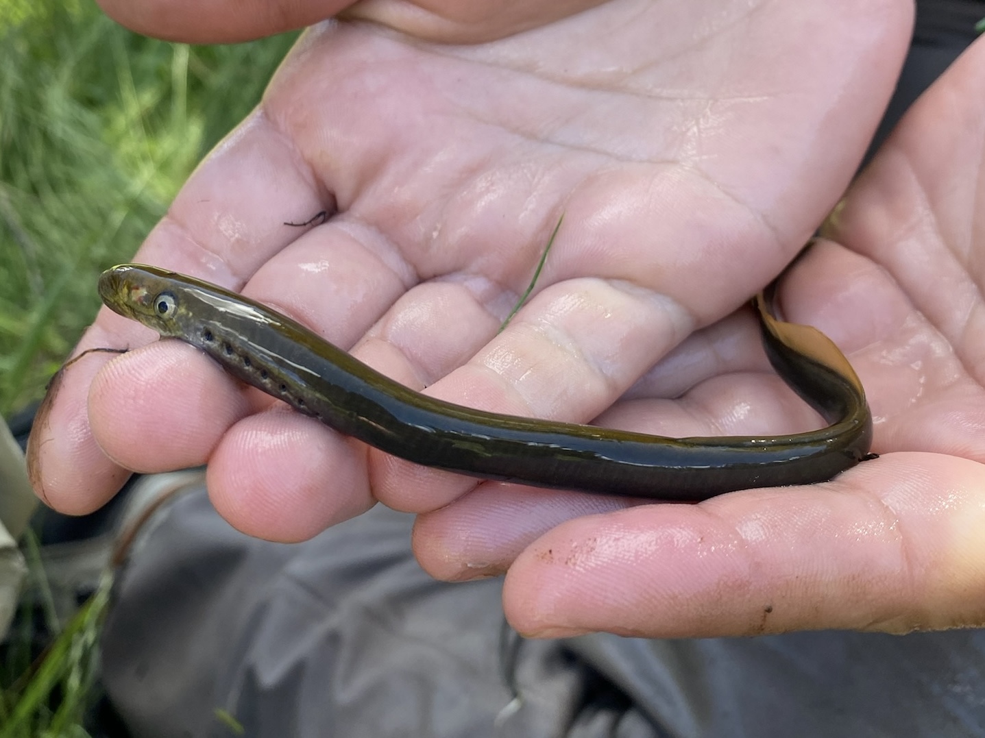 Four rare Oregon species just moved one step closer to federal
