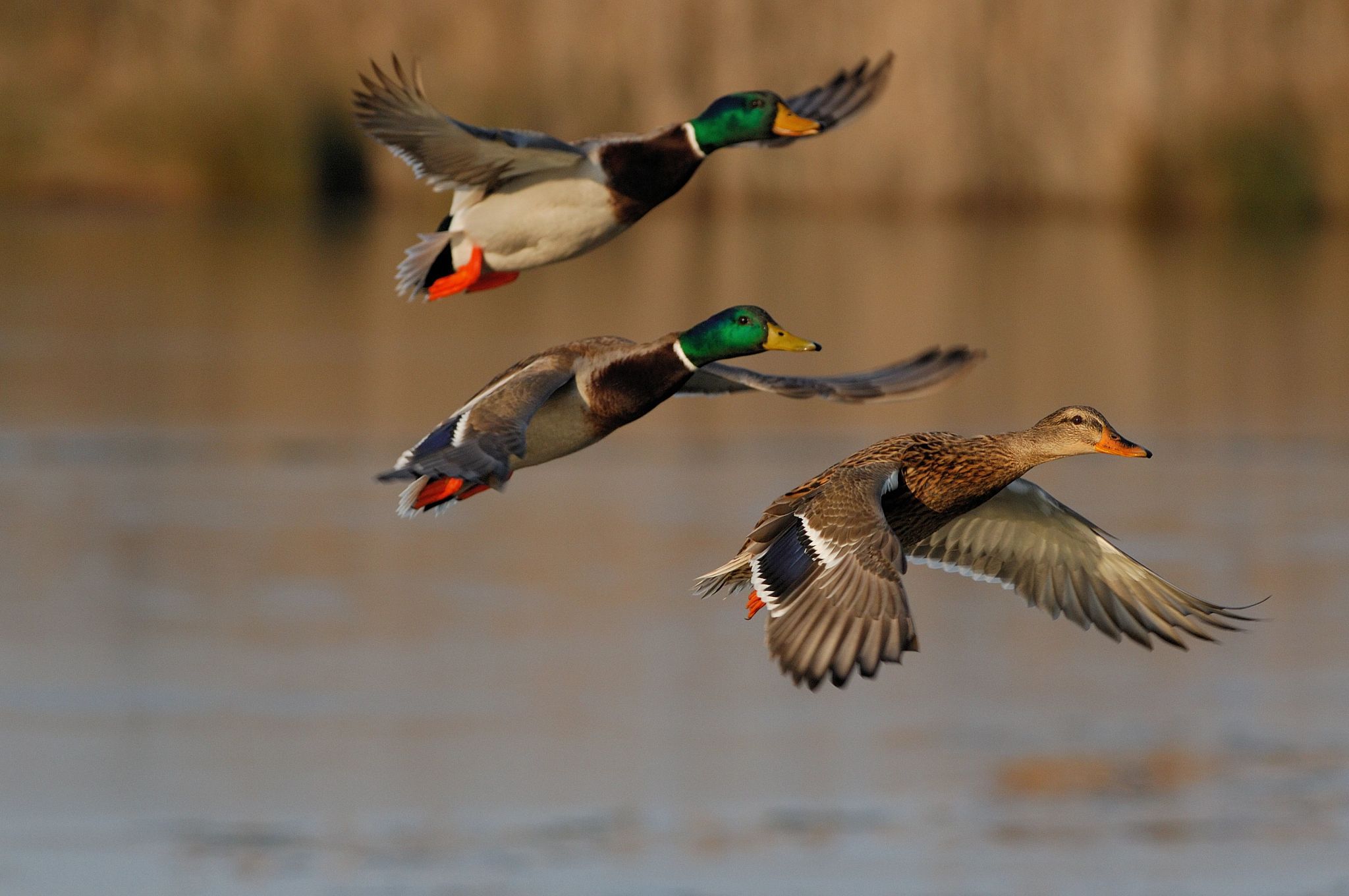 Mallard Ducks Hunting Mallard Ducks Hunting