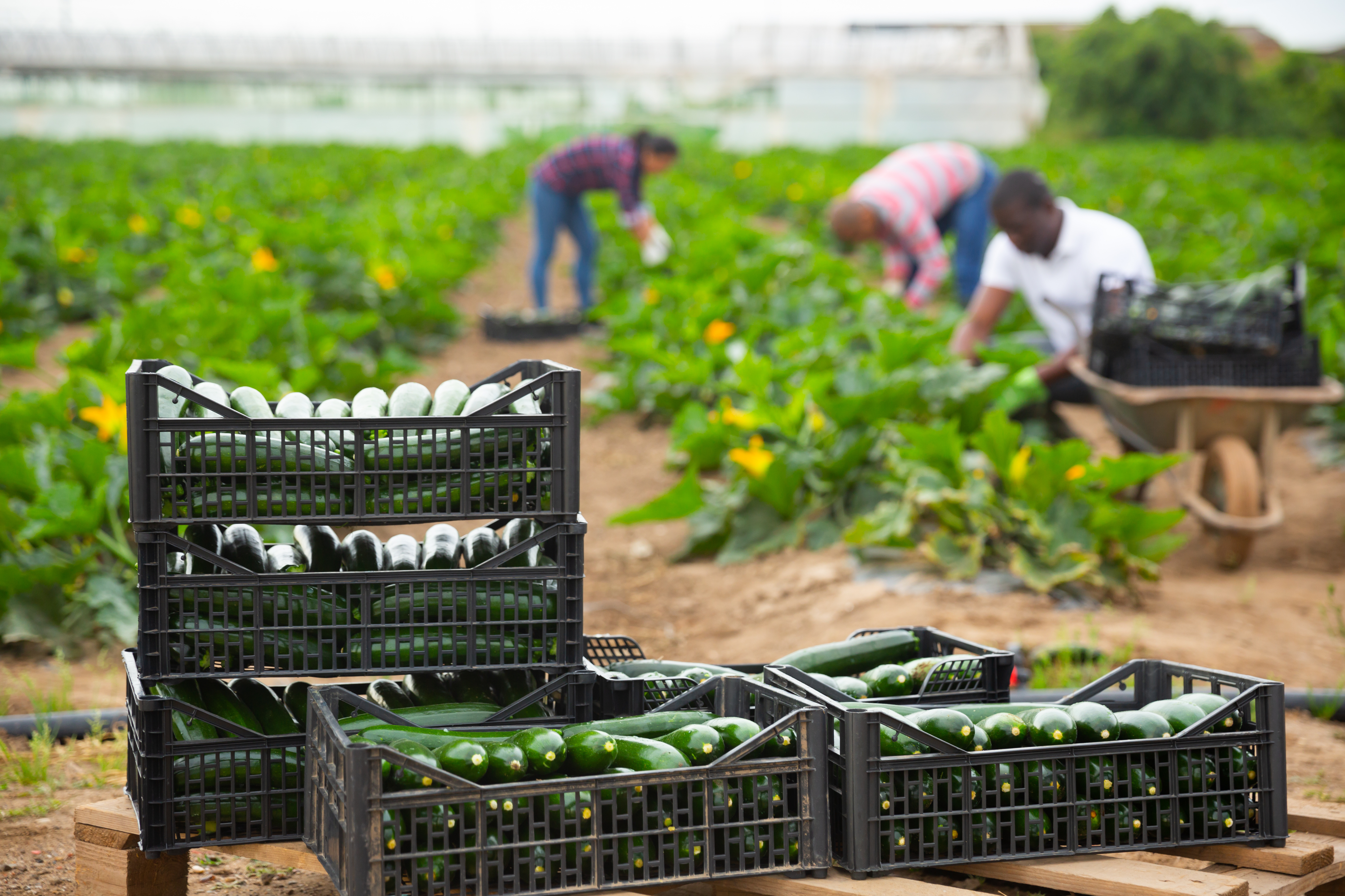 NY looks at expanded overtime for farm workers | WXXI News