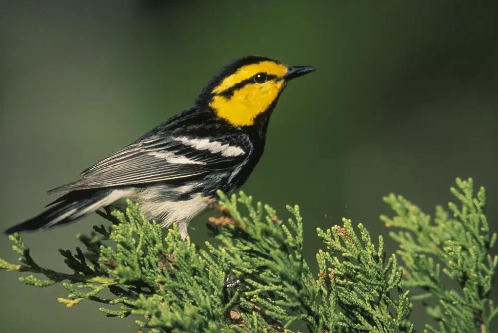 How a Texas songbird and its endangered status became the center of a fight over the Hill Country - Vimarsana News