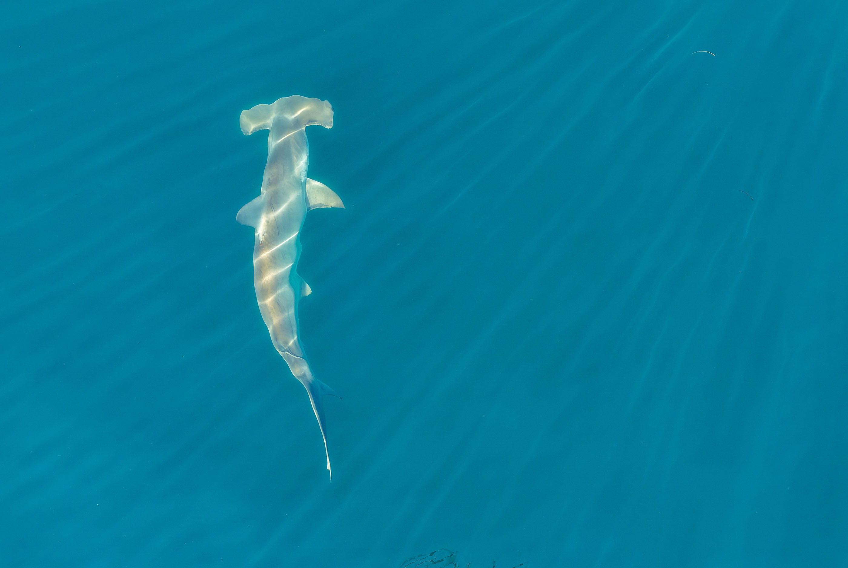 073026-hammerhead-koeck-