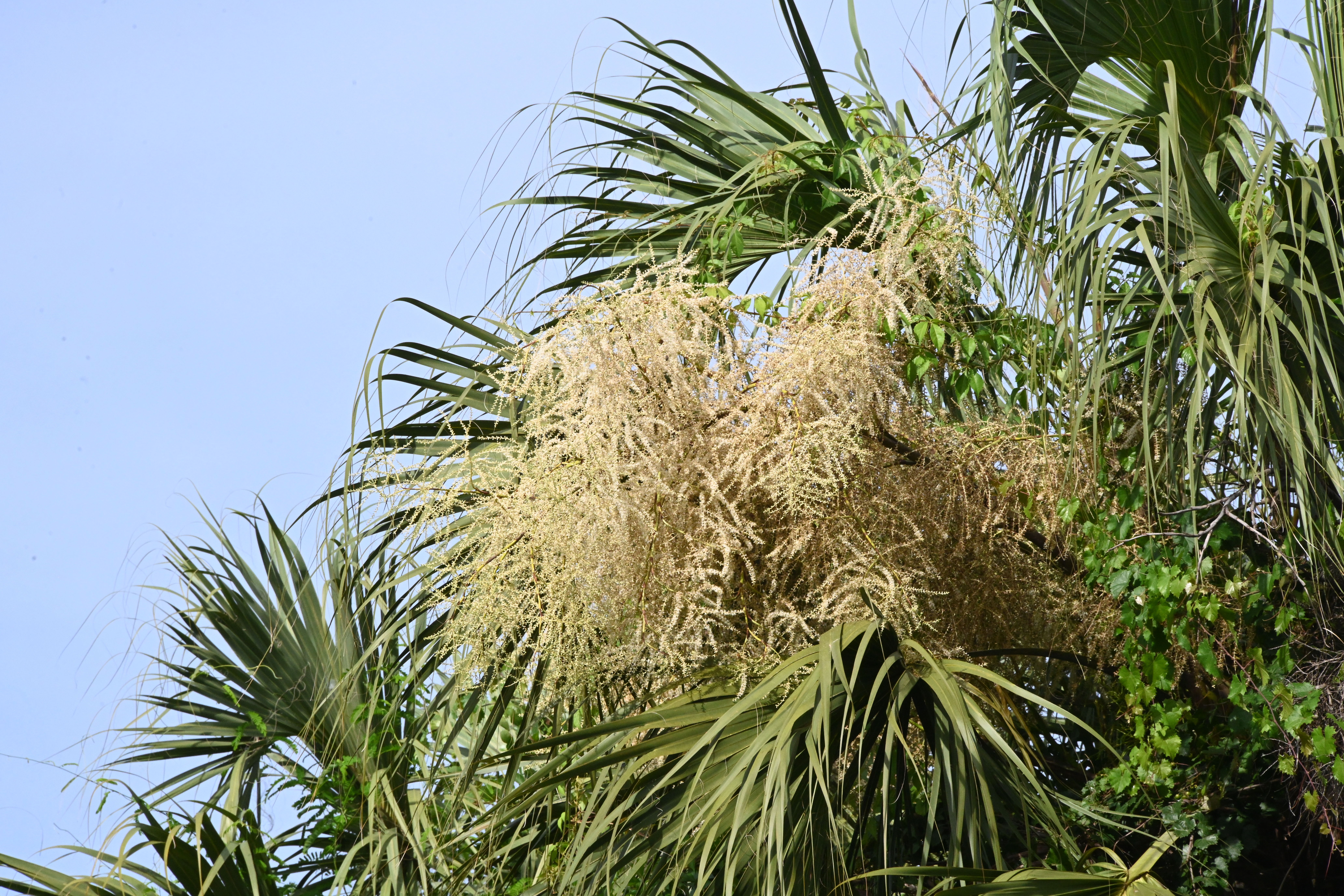 Cabbage Palm | WGCU PBS \u0026 NPR for Southwest Florida, image size:8256x5504