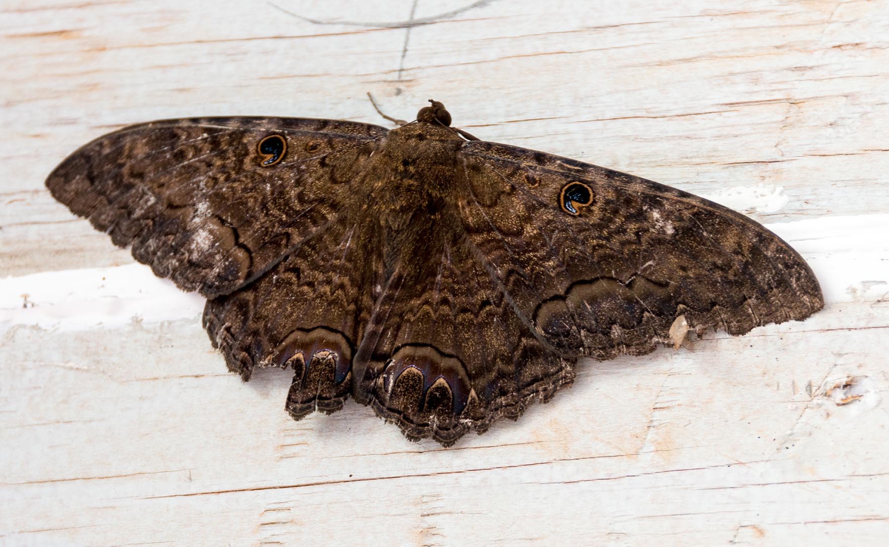 Black Witch Moth