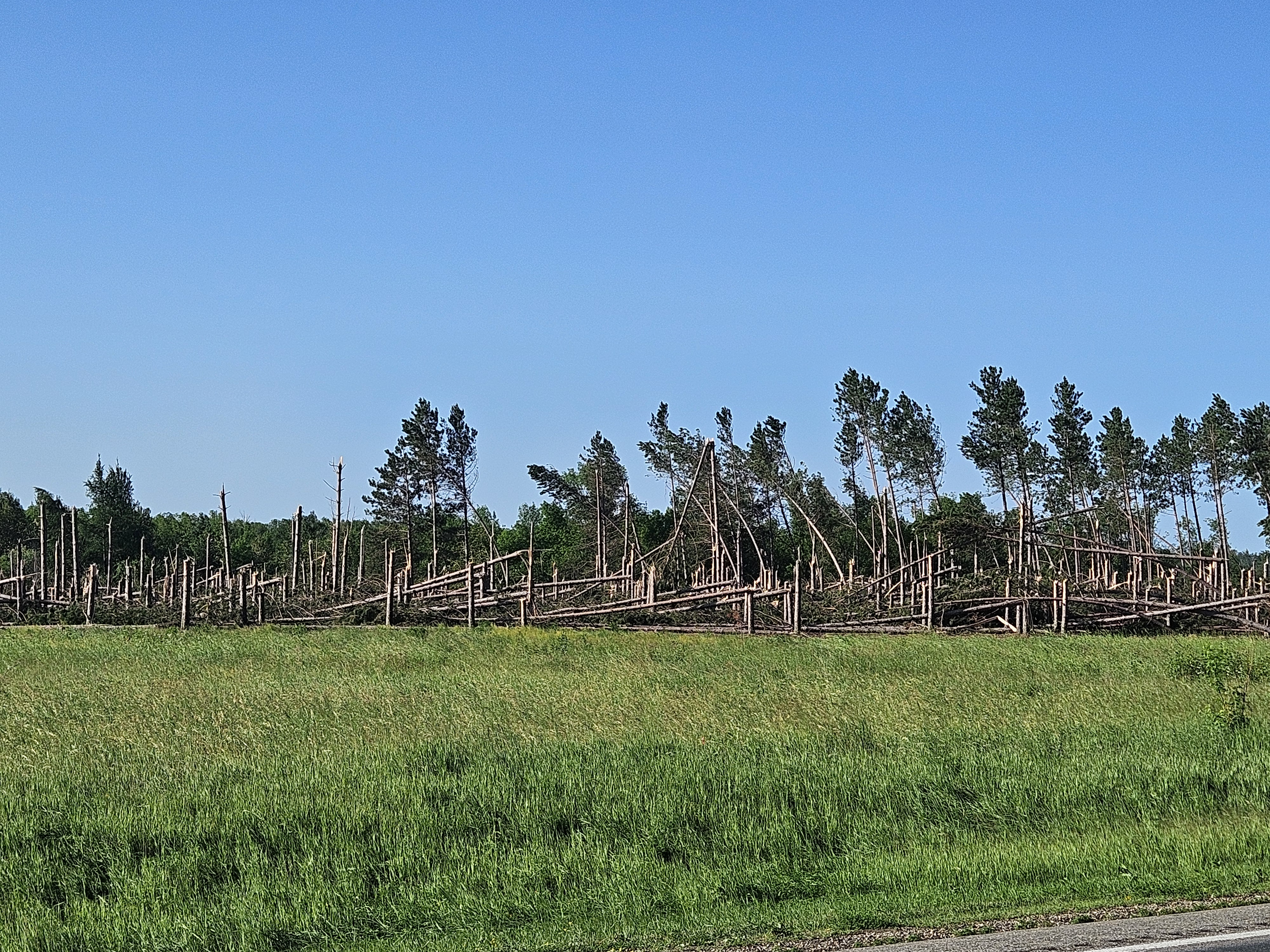 blown-down-timber-stand.jpg