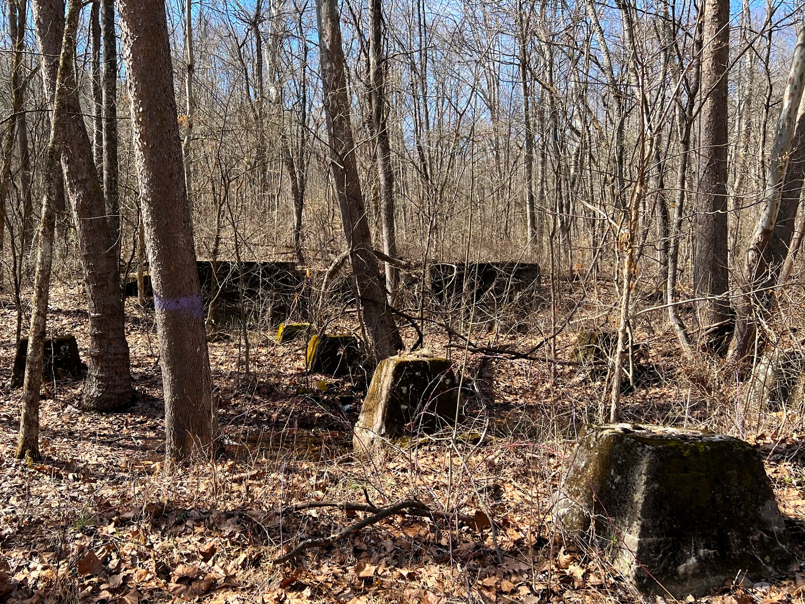 From coal to community forest: how one Ohio organization is