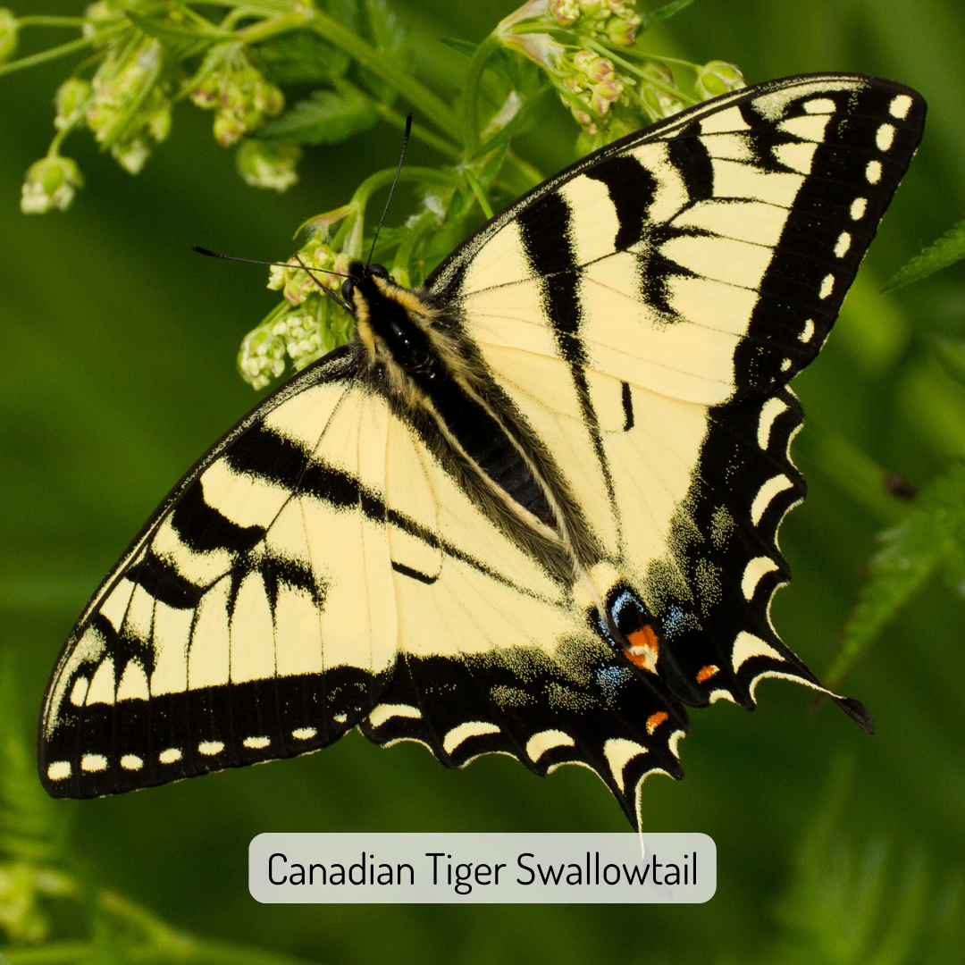 On the Hunt for Northwoods Butterflies: Allison Barta | KAXE