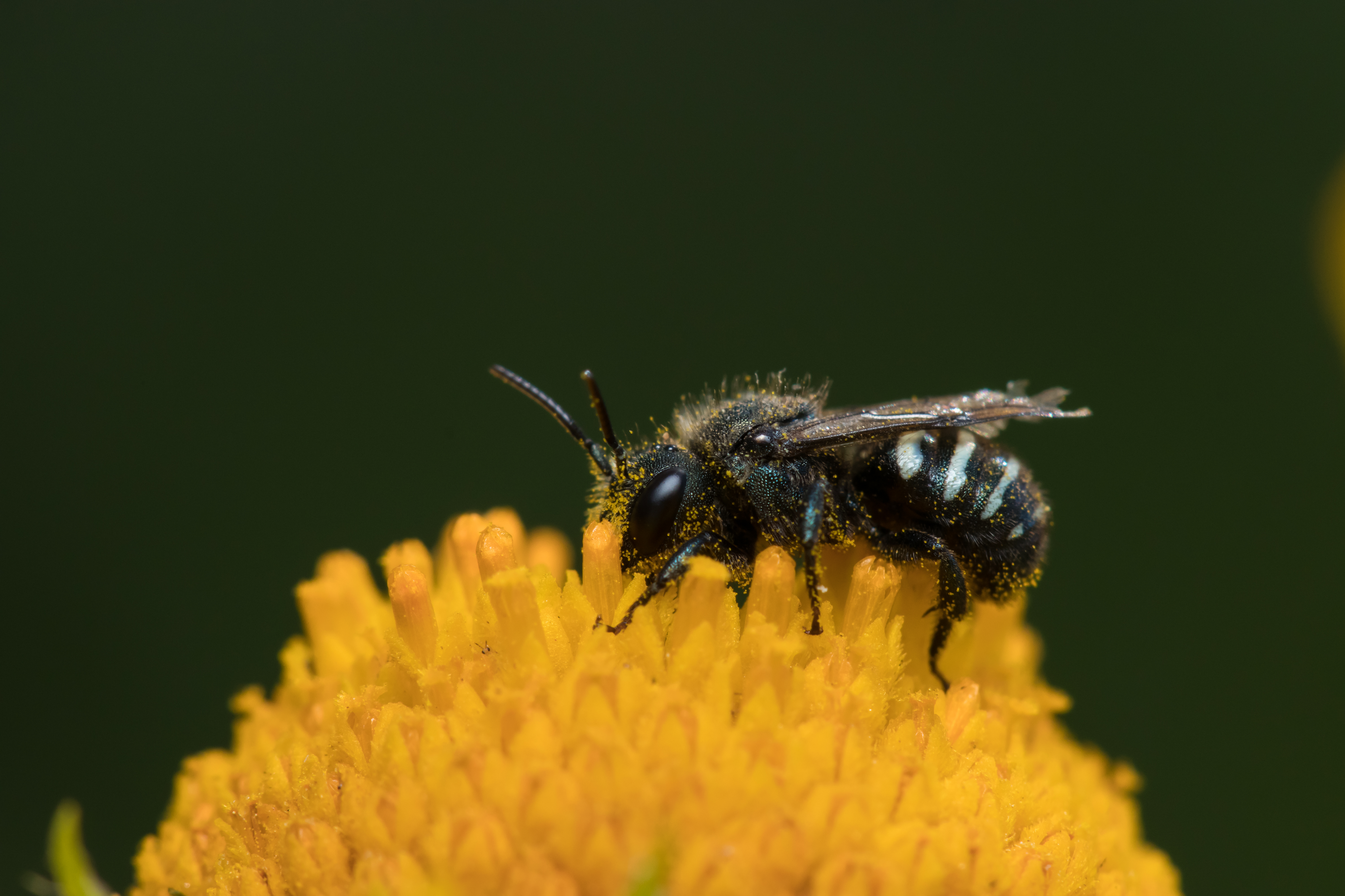 stelis072018.jpg