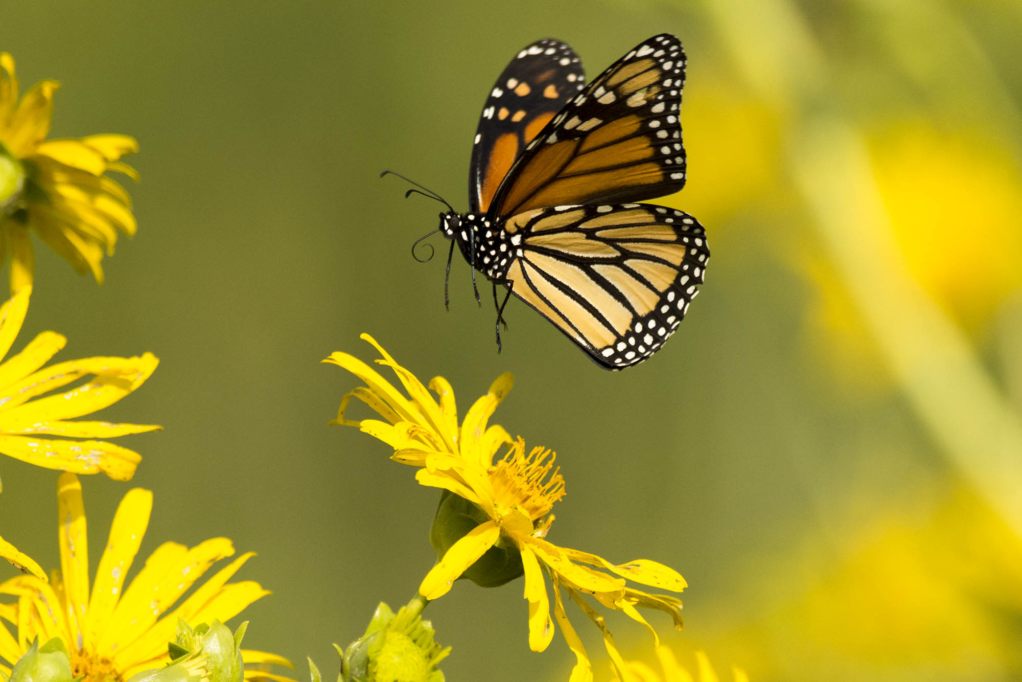 SLO Mariposa Festival to celebrate the Western Monarch Butterfly's