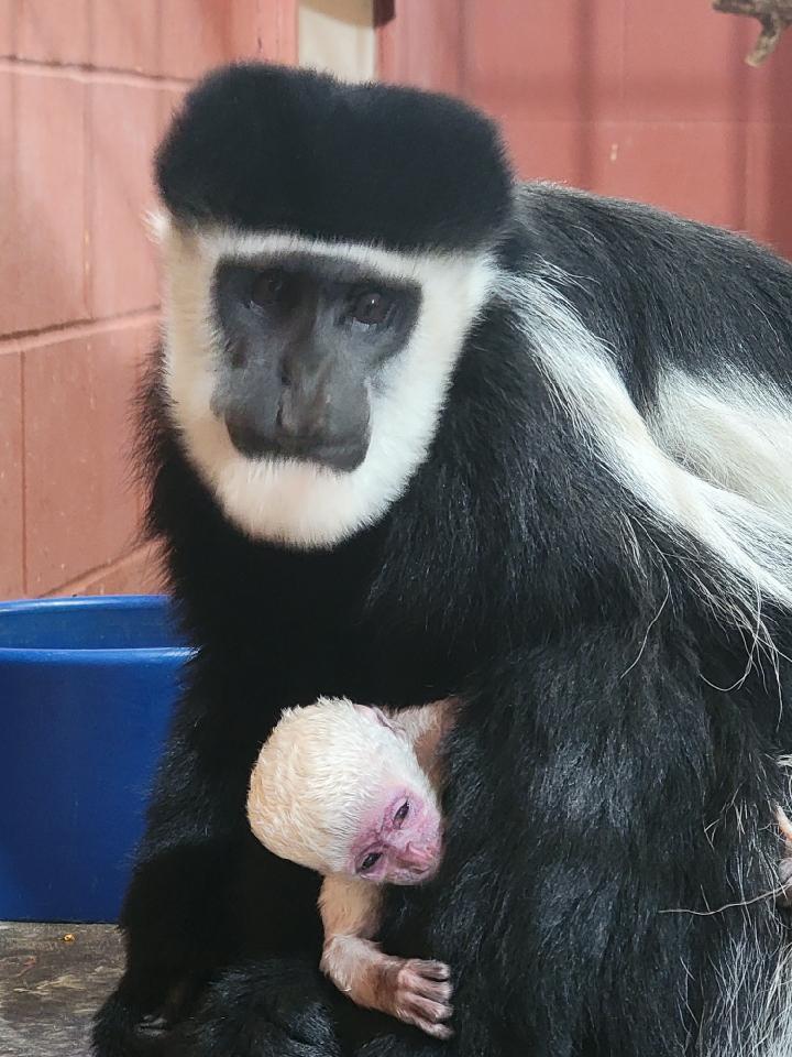 Niabi Zoo Welcomes a New Colobus Monkey | WVIK, Quad Cities NPR