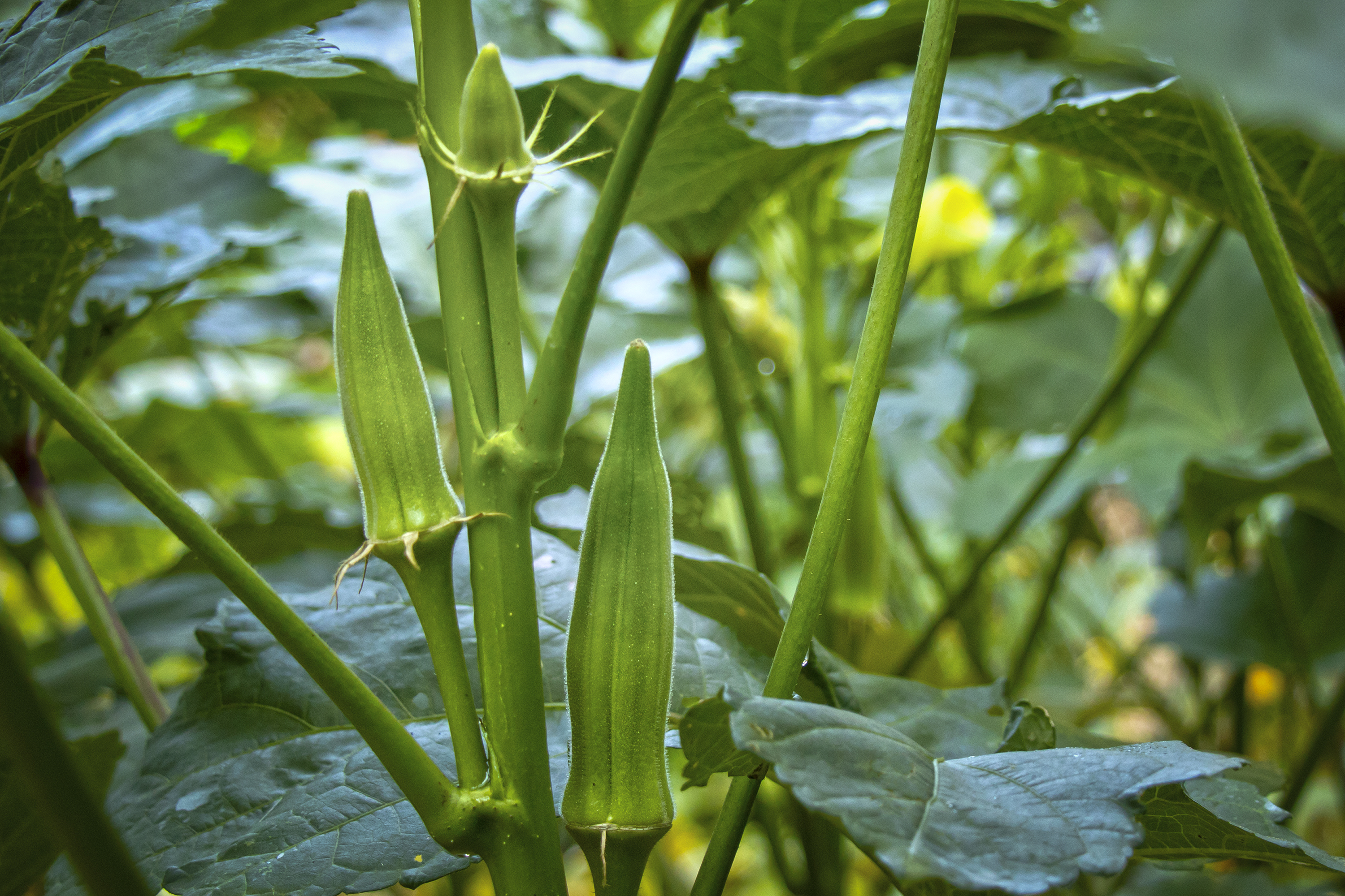 Okra Plant