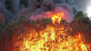 Wildfire season gets active in South Florida - Vimarsana News