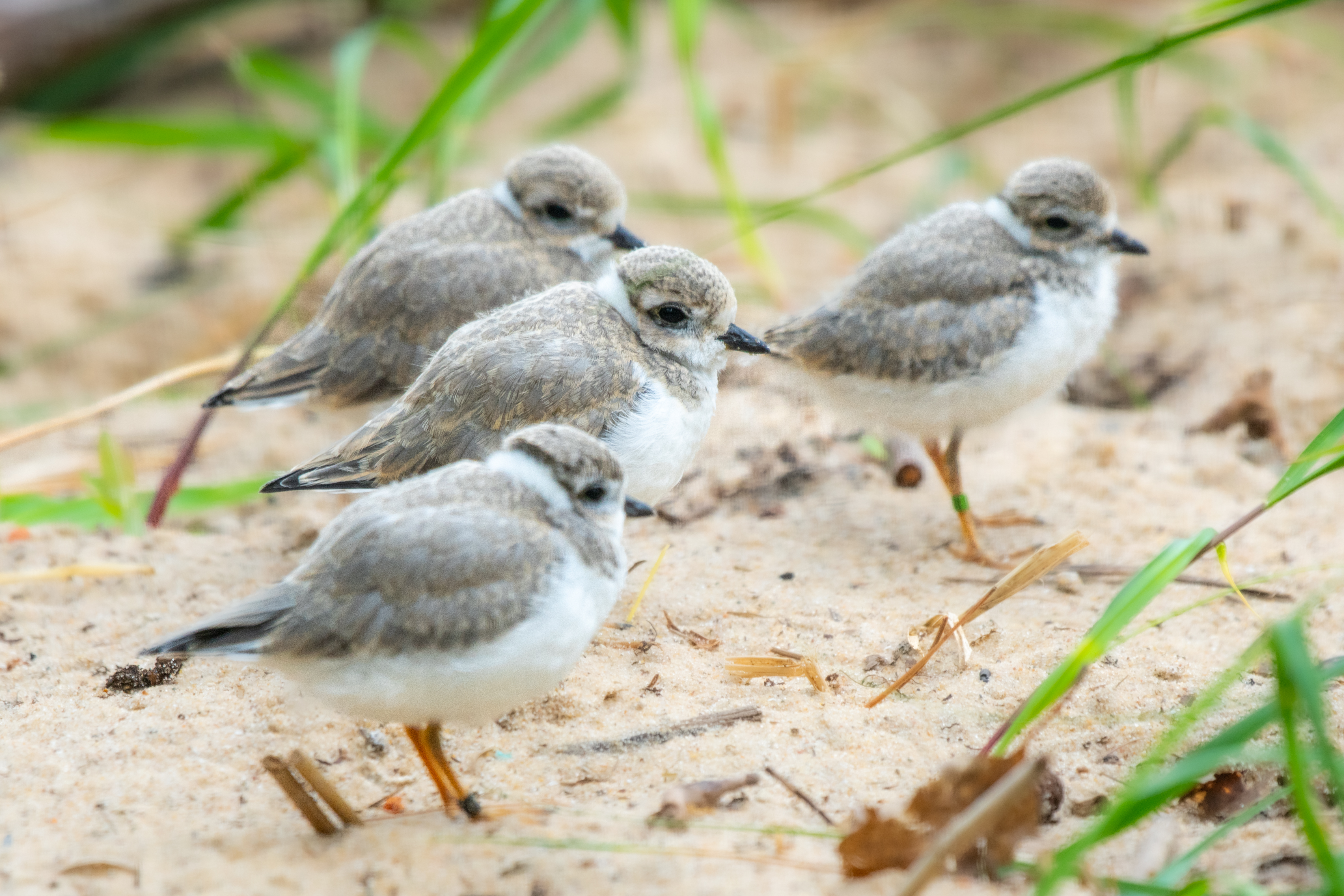 Great Lakes piping plover on a sandy shoreline