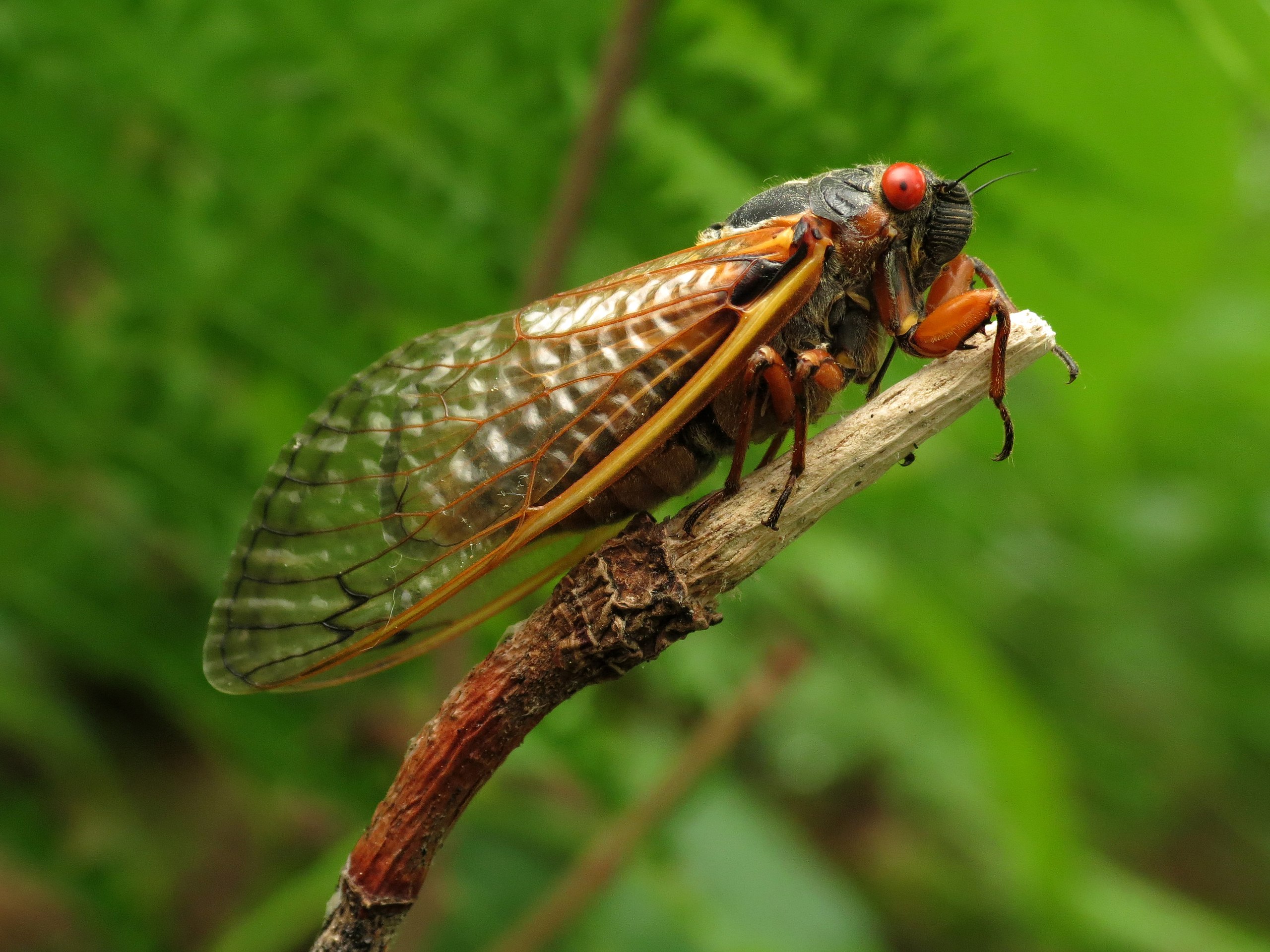 Cicadas | South Carolina Public Radio