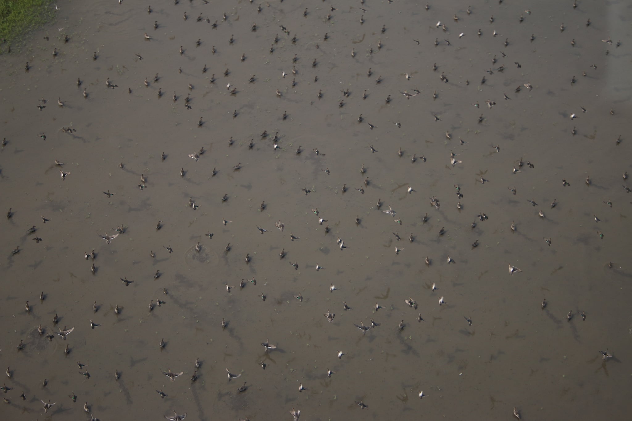 Counting ducks from 500 feet above: How a wetland bird ecologist inventories waterfowl - Vimarsana News