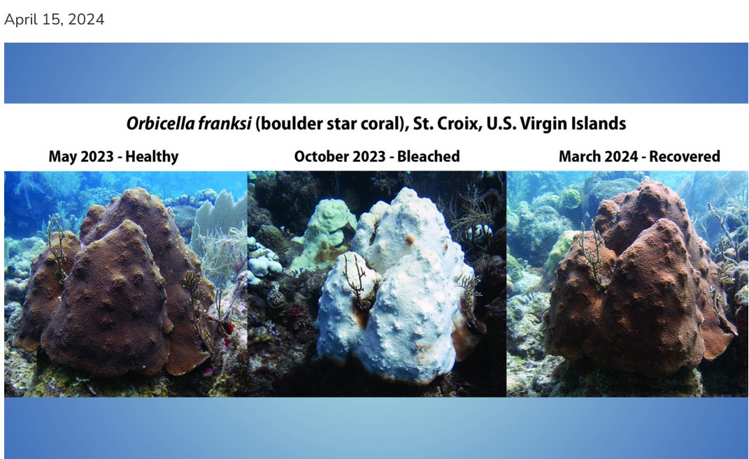 Coral‪ꪔ̤̫様 お纏め専用ページ coral.jpg