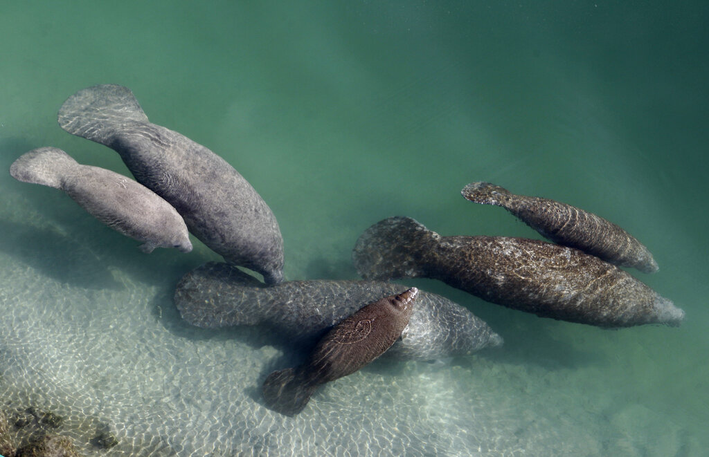 Dozens of Florida manatees are in rehab amid ongoing starvation - Vimarsana News