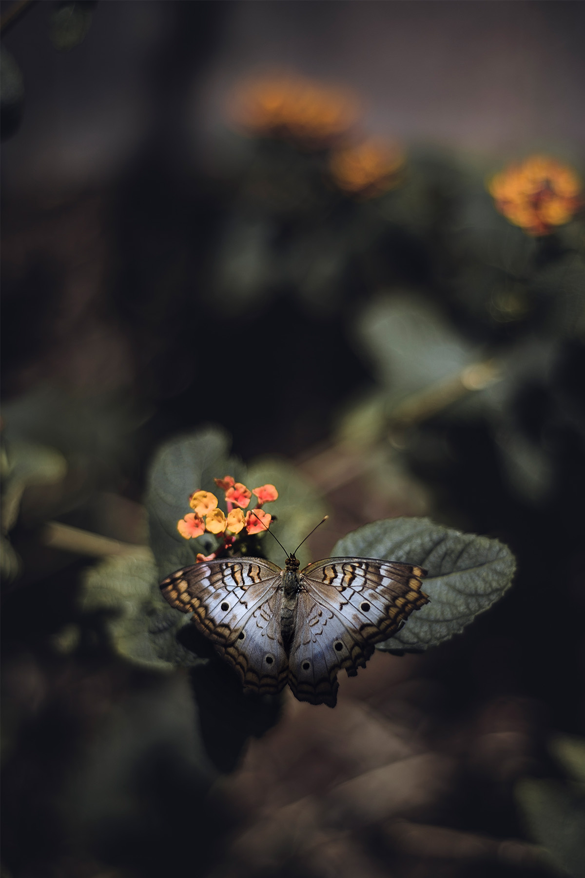 Butterfly at the Springs Preserve.