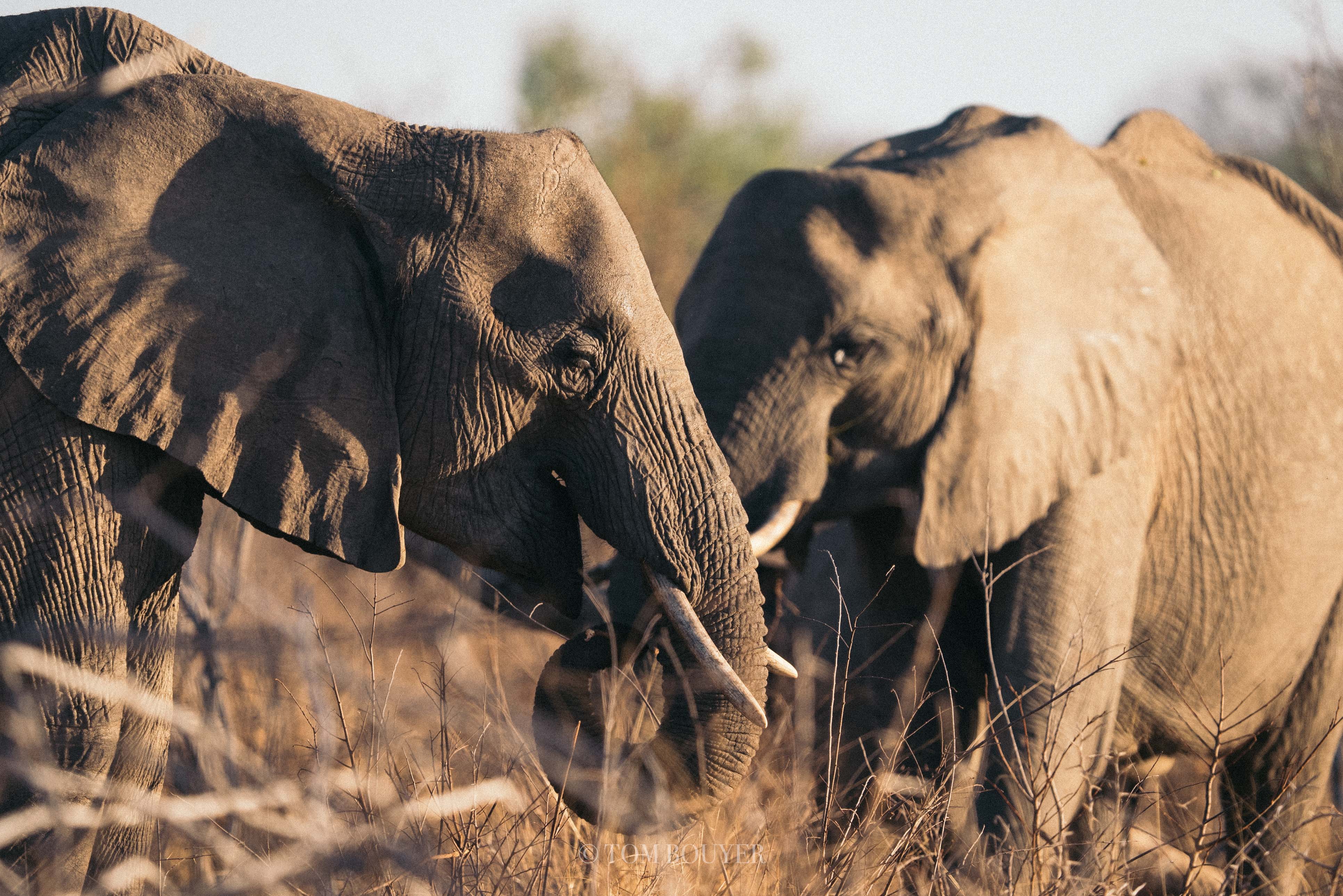 A Utah scientist tracking elephant bones in South Africa makes a