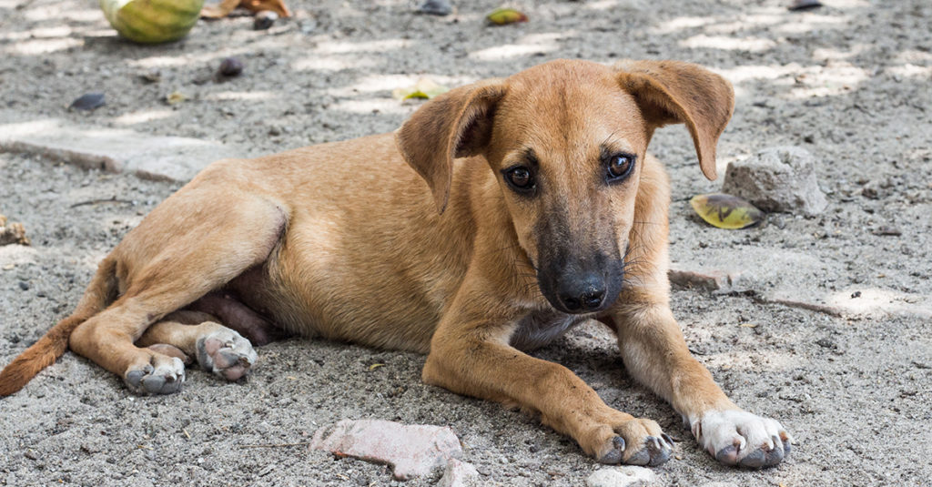 Getting to know Paws In Need Tulsa, a nonprofit providing comfort and care  to our community's homeless animal population