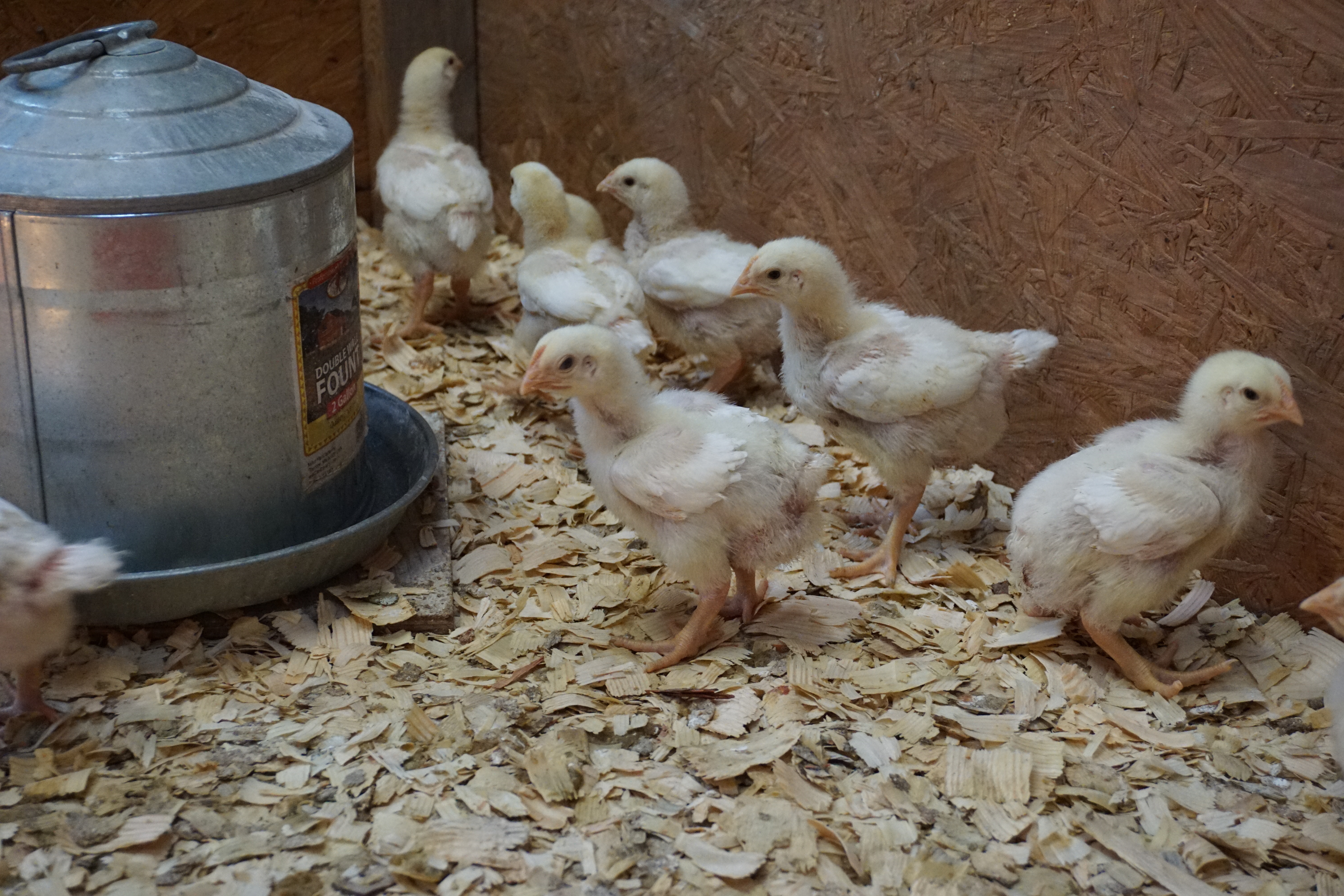 Importers are banning poultry from only some parts of the U.S. during this bird flu outbreak - Vimarsana News