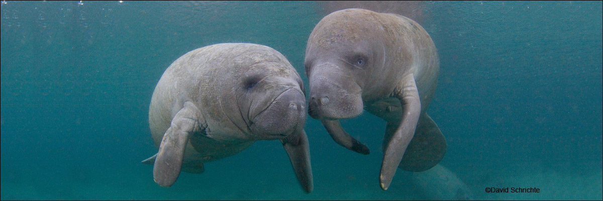 Save the Manatee Club Celebrates Labor Day and International Manatee Day - Vimarsana News