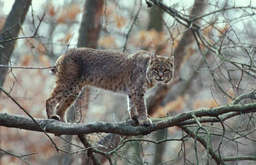 Missouri wildlife populations are increasing. State officials could soon allow more hunting - Vimarsana News