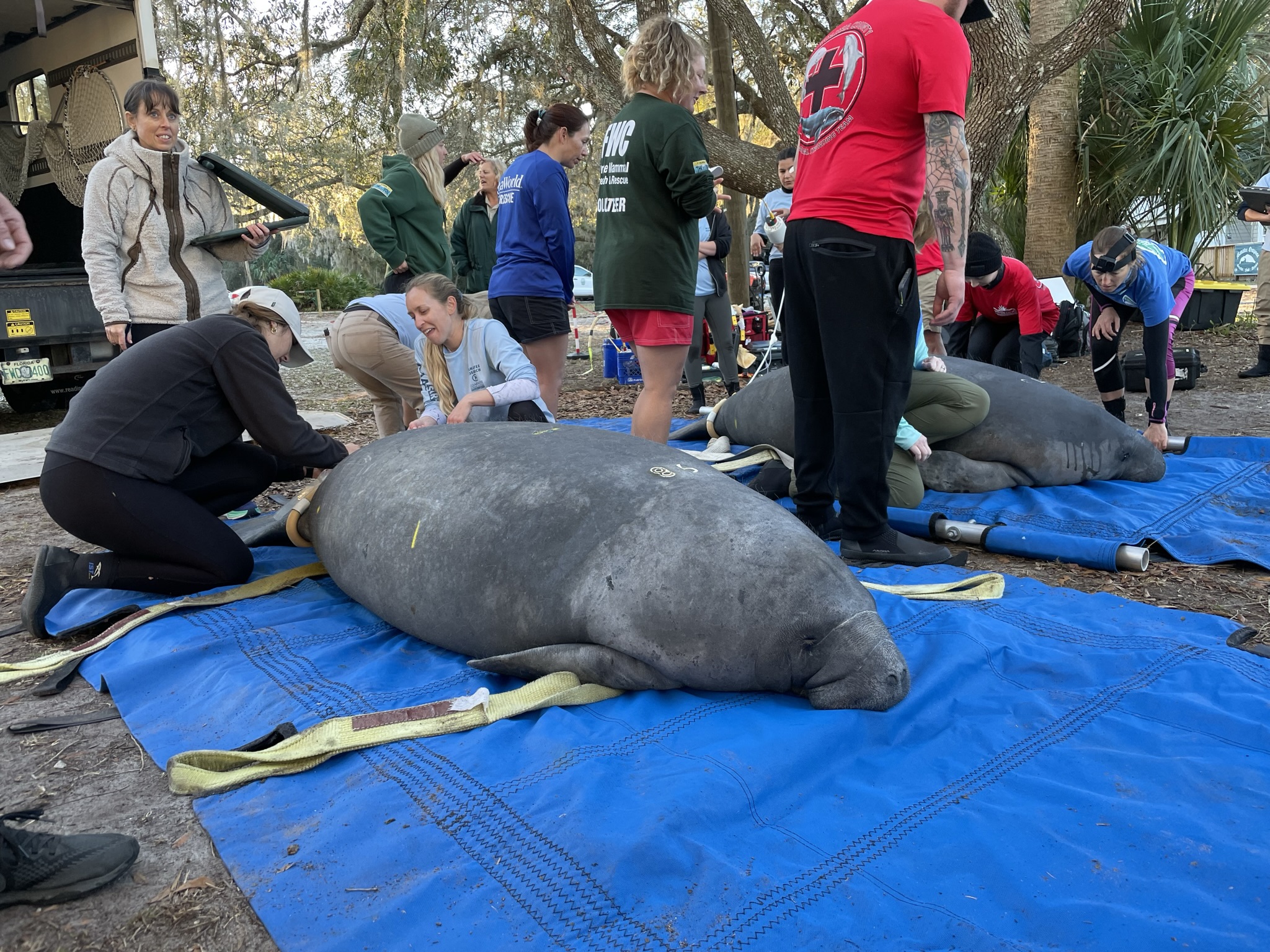 Manatee releases bring cheer as unprecedented die-off continues - Vimarsana News