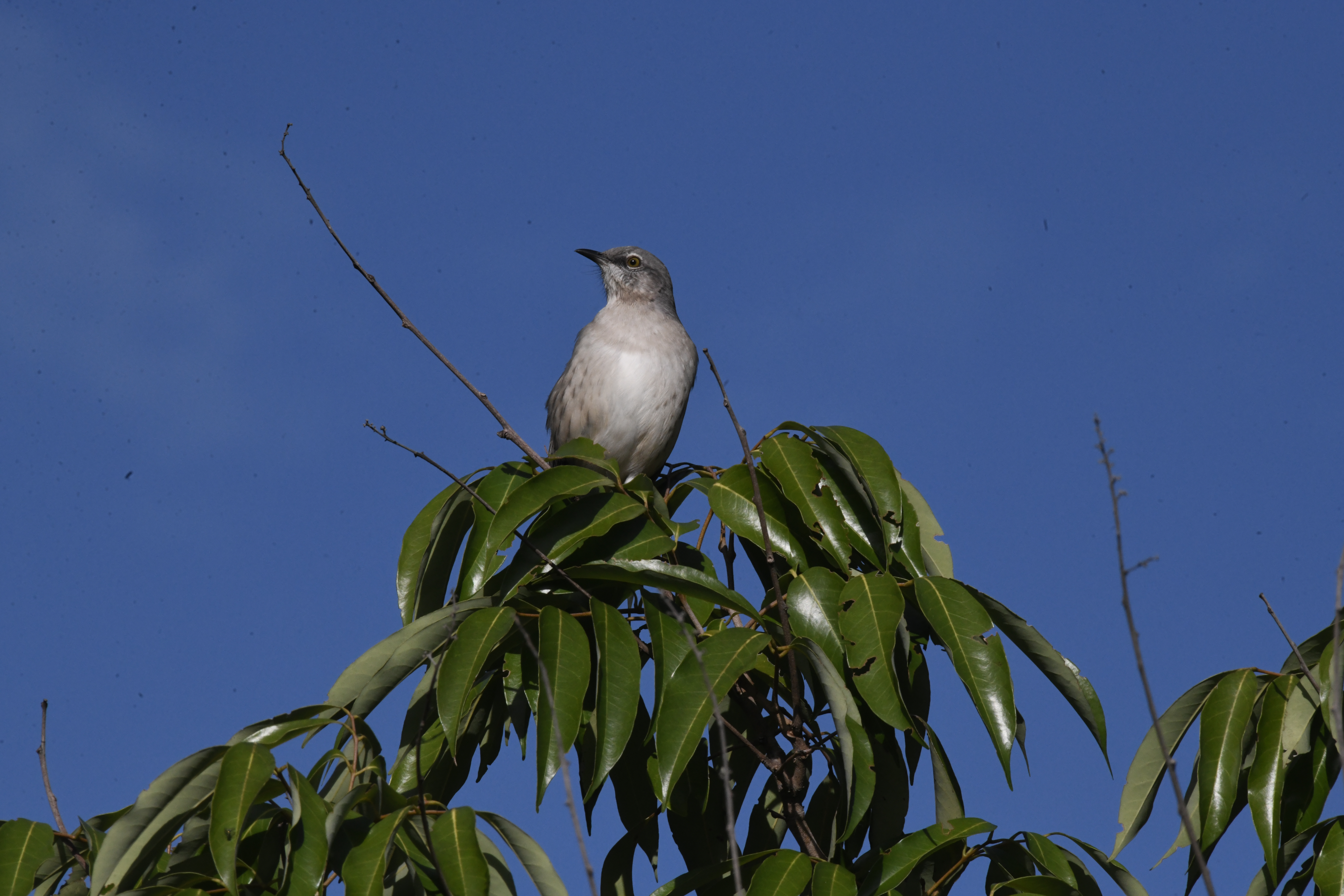 Florida ponders a change from mockingbird as the official state