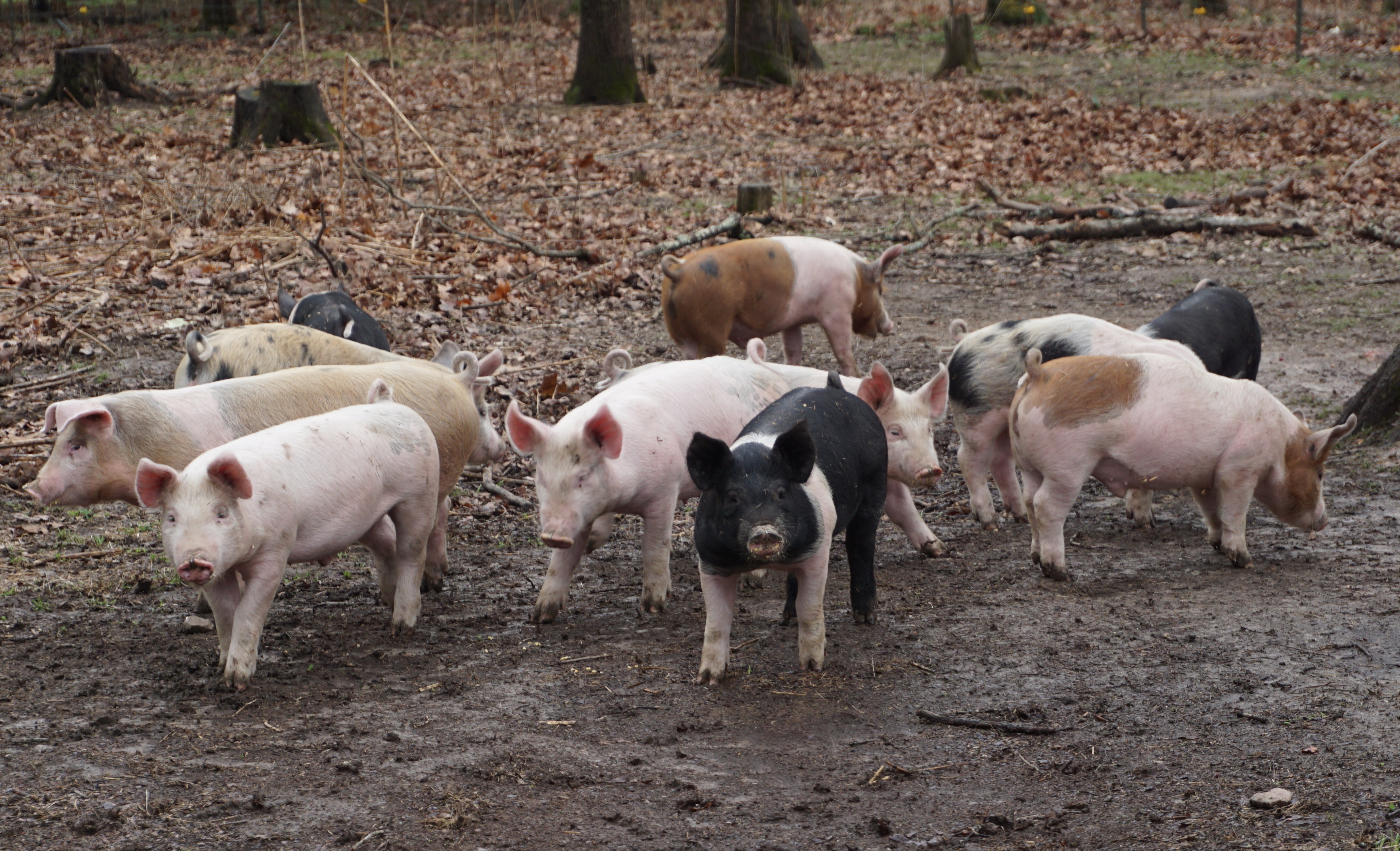 Pork producers are taking a gamble to get more money for lobbying and lawsuits - Vimarsana News