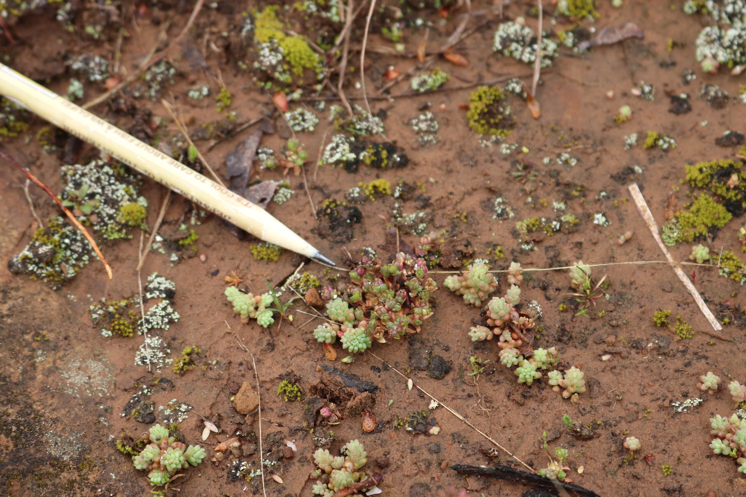 Finding Tiny Tim: How Oklahoma's citizen scientists contribute to  conservation | KGOU - Oklahoma's NPR Source