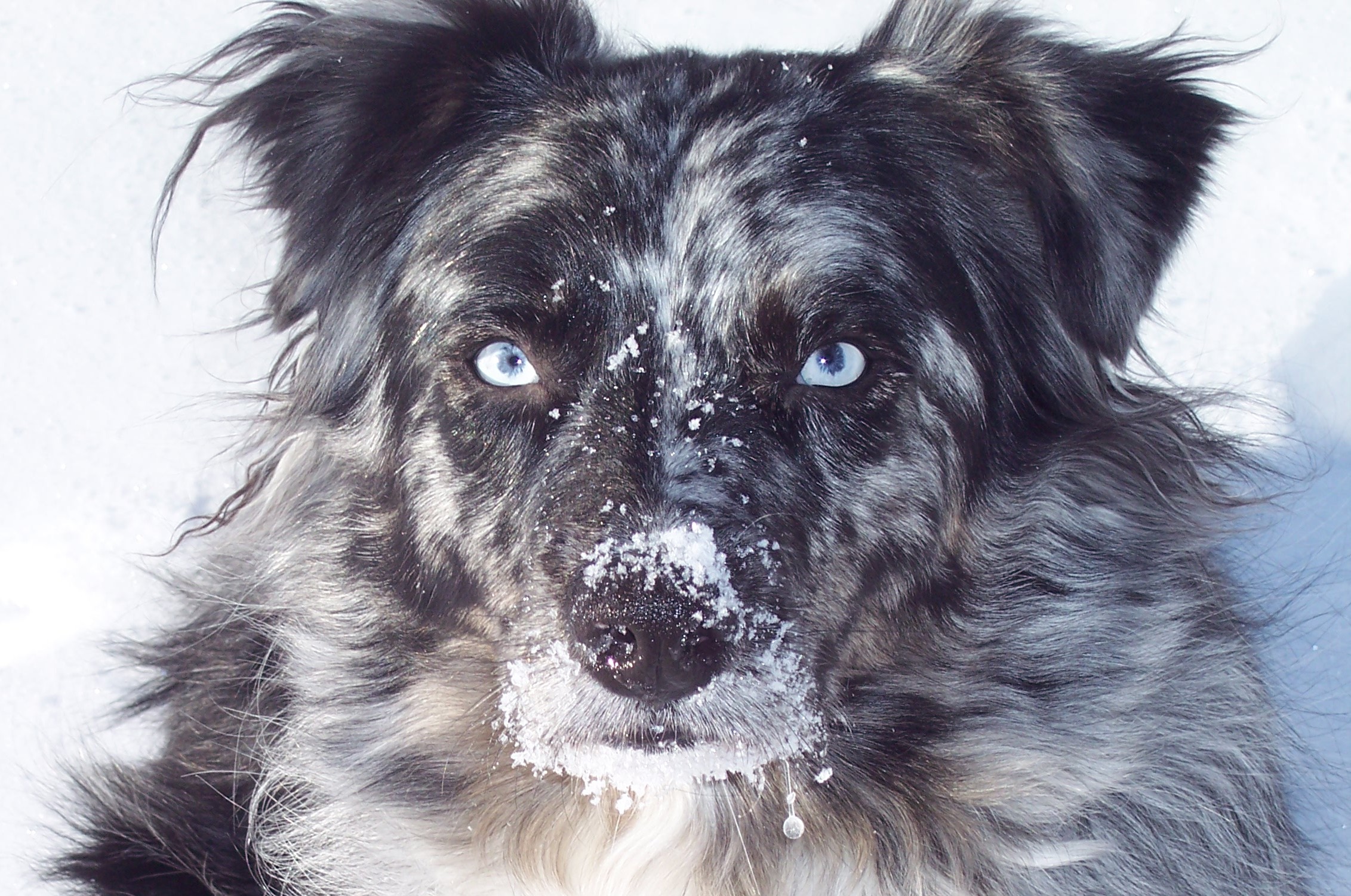 Is Cedar Shavings Safe For Puppies
