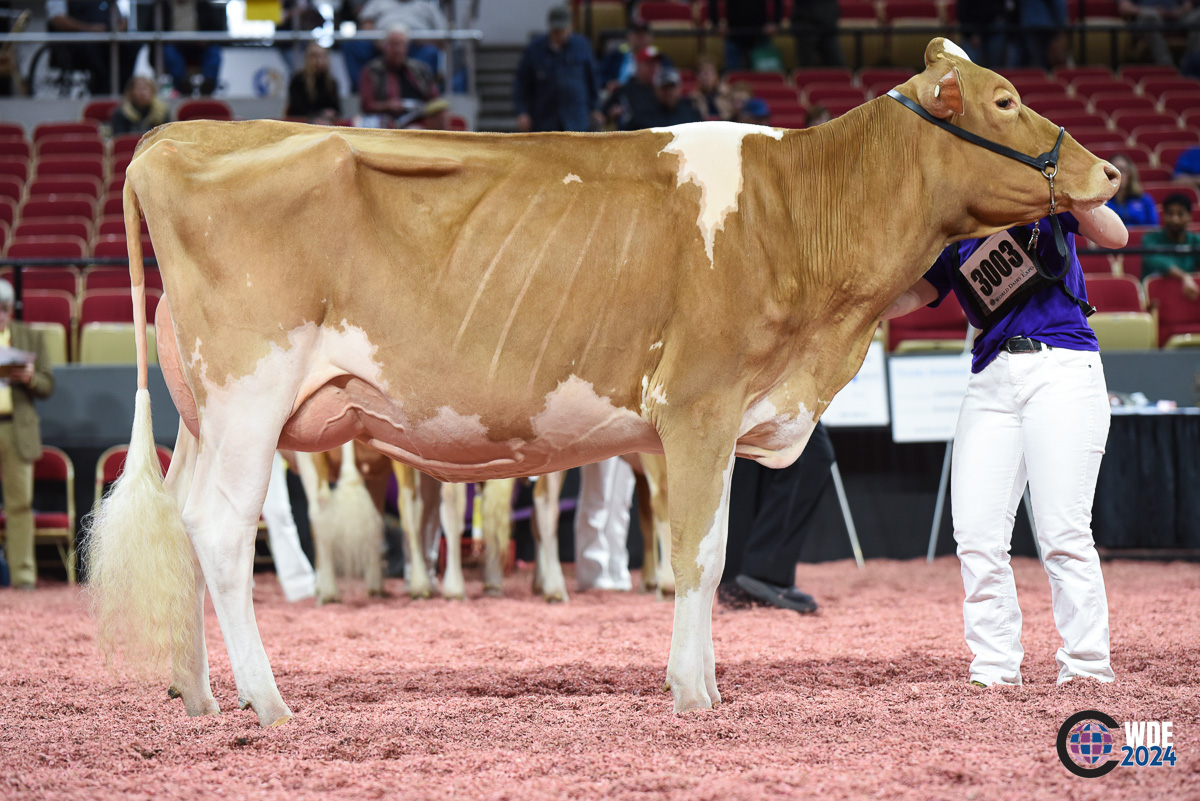 Upper Valley Guernsey cow 'Sassy' wins big at World Dairy Expo