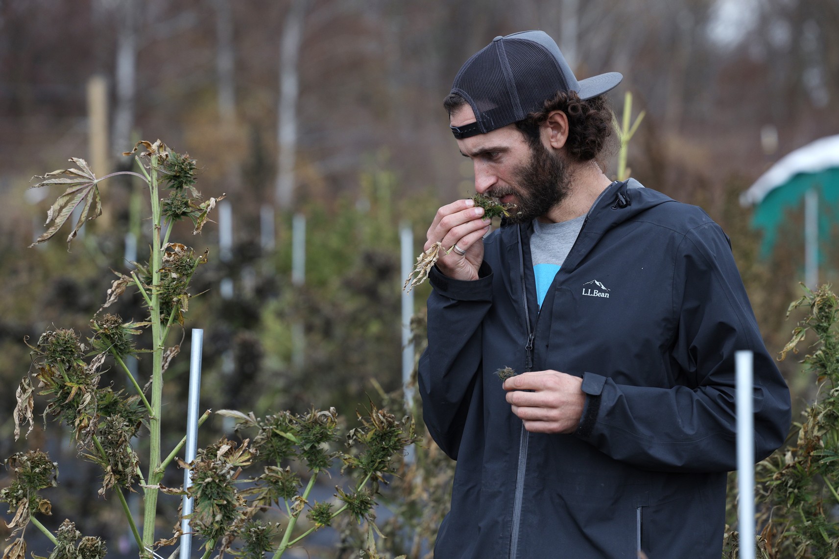 New York hemp farmers will be able to grow marijuana under a provisional bill signed by Hochul - Vimarsana News