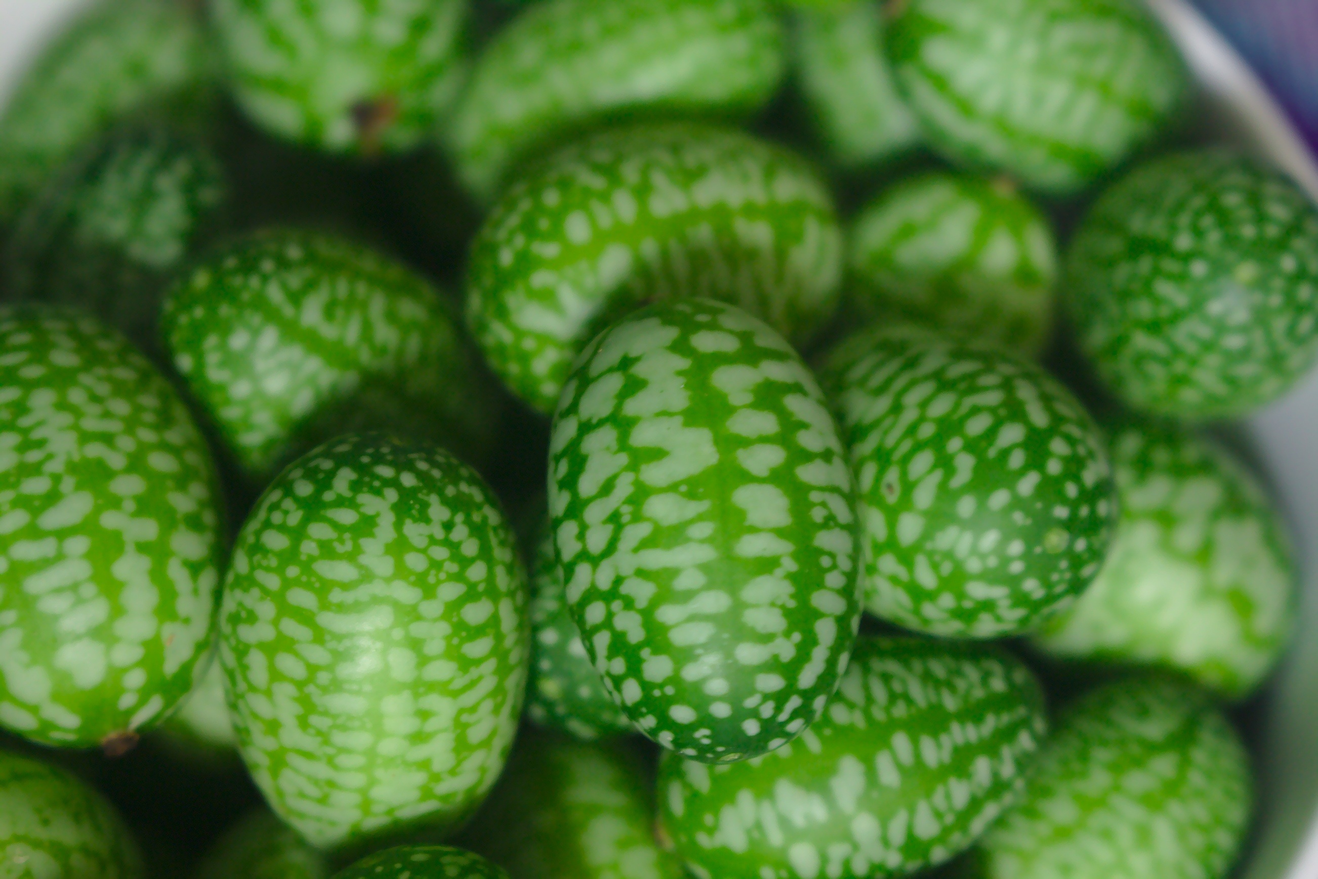 ベア　レモン、キューカンバー、インディアンの3点 Crispy, sour and cute: plant some unusual cucumbers this season