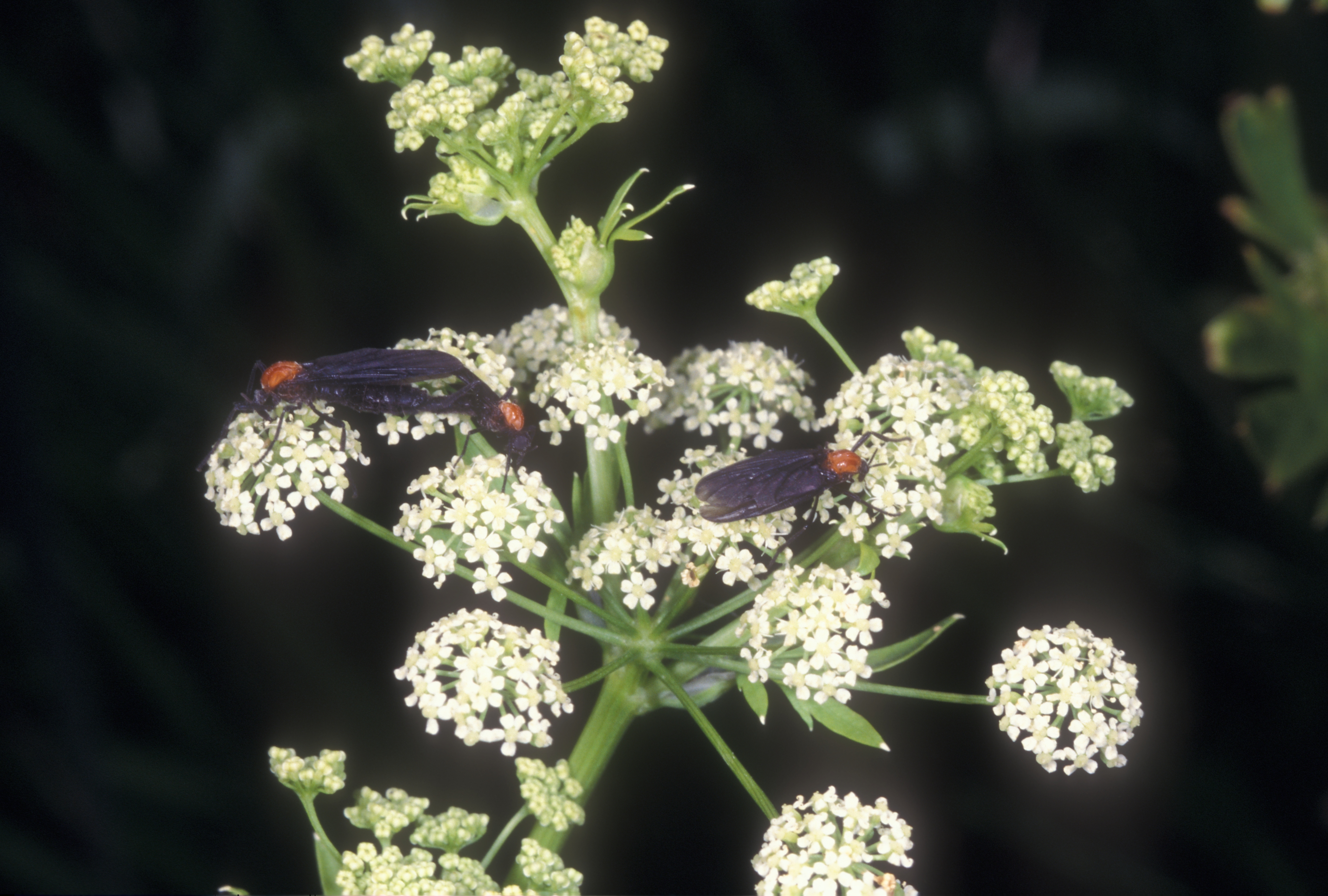 Lovebugs: The bug we all love to hate - Vimarsana News