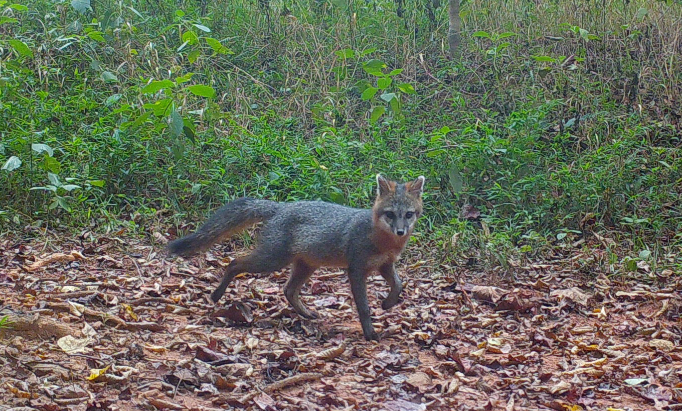Where are all of Virginia's gray foxes? Researchers are trying to