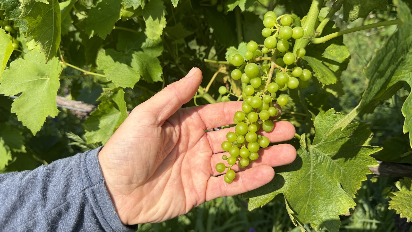 Could wildfire smoke change the flavor of wine grapes in northern Michigan?
