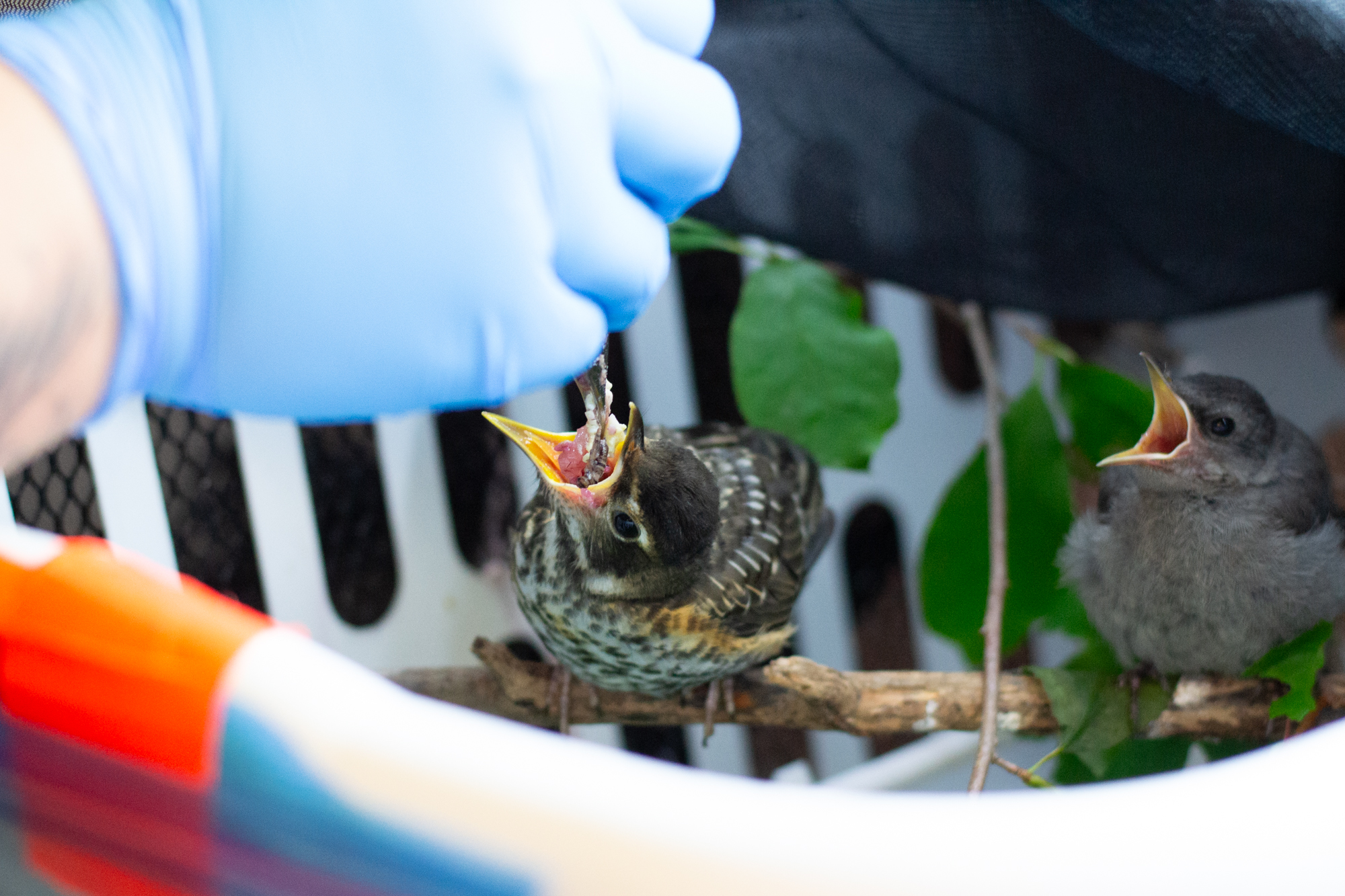 How to Feed a Dehydrated Bird: Essential Steps for Quick Recovery